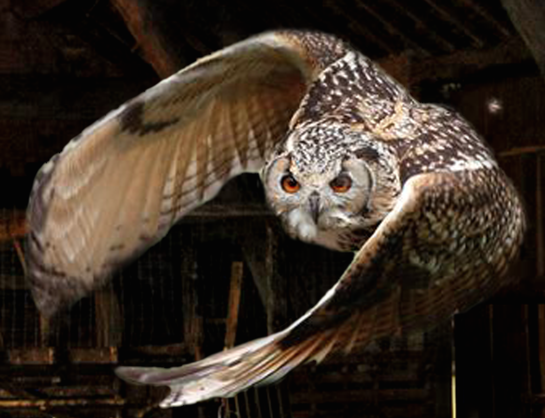 owl.png