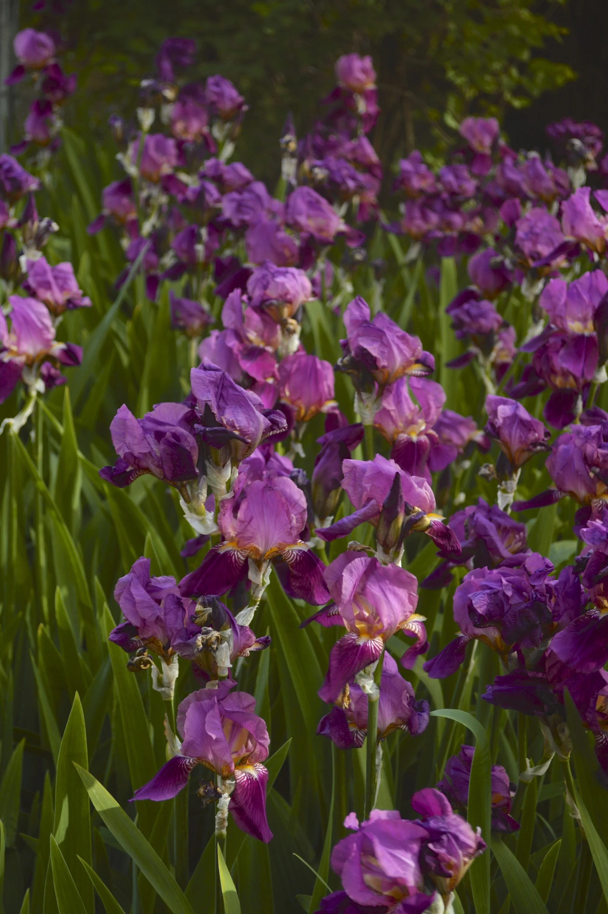 Irises in Vienna, Austria