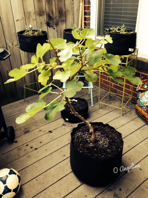 Fig Tree.jpg