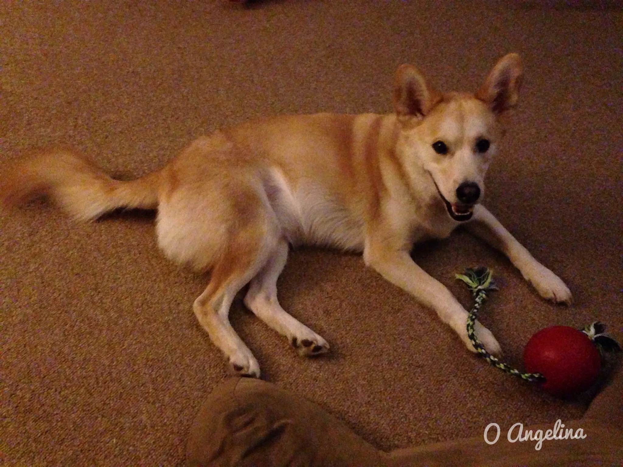 Jolly Pets Romp n' Roll