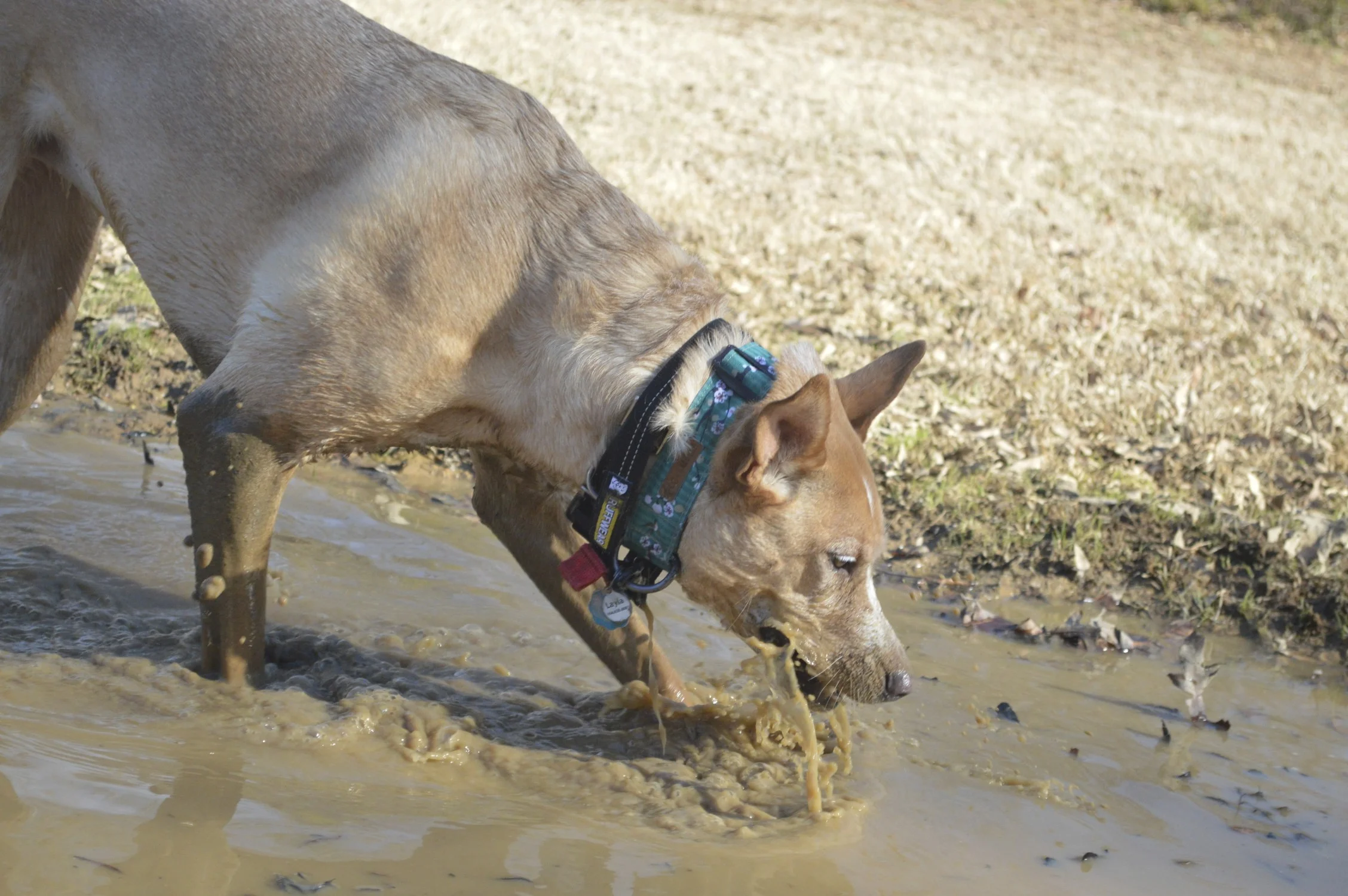 DSC_0033.jpg