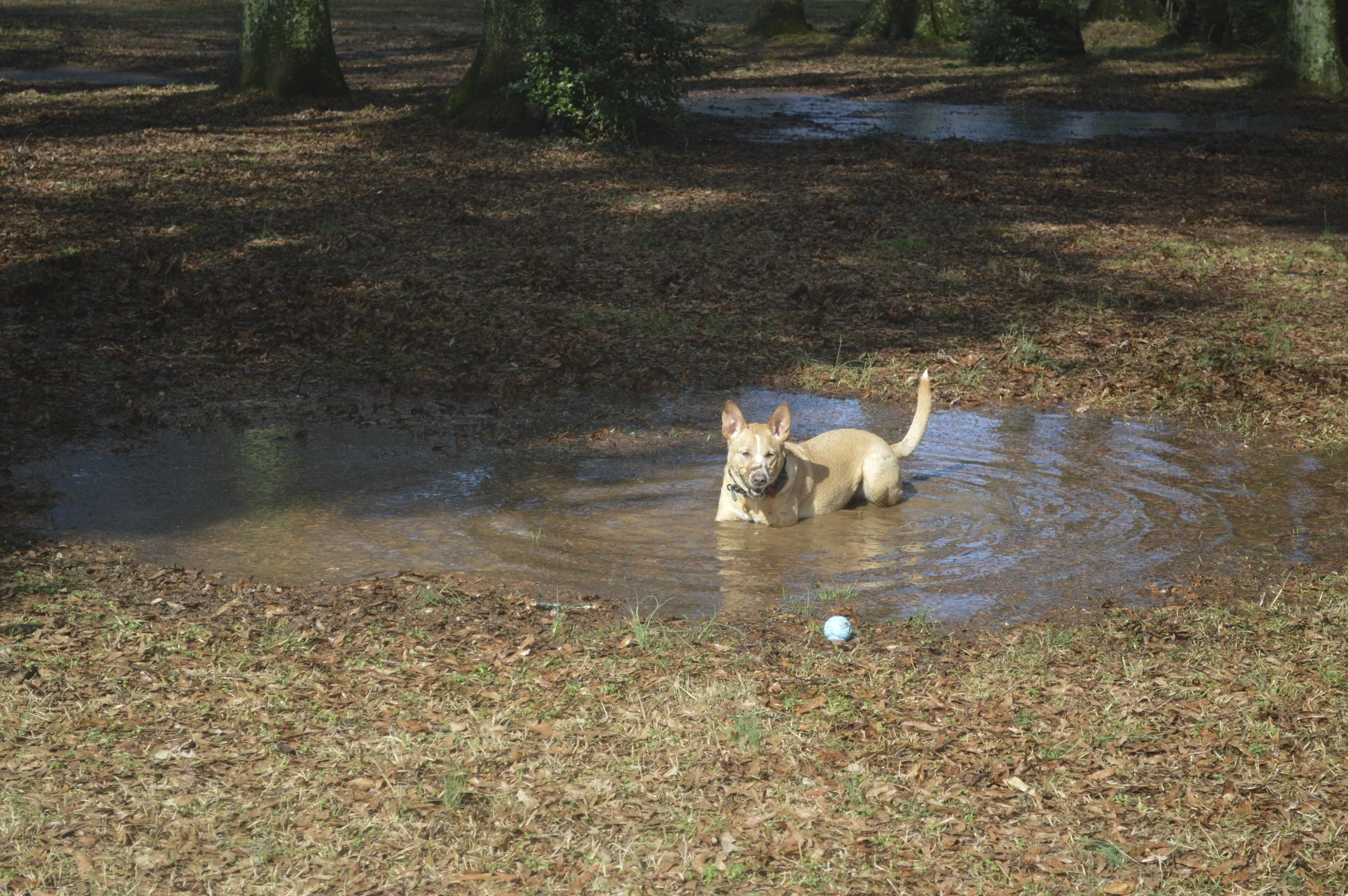 DSC_0225.jpg