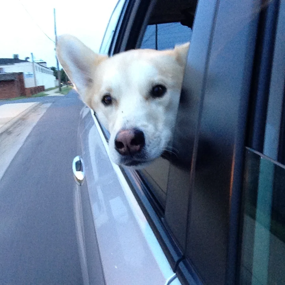 On the way to Lenny Boy for the first time, Fin was like, "Where are we goin'?" 