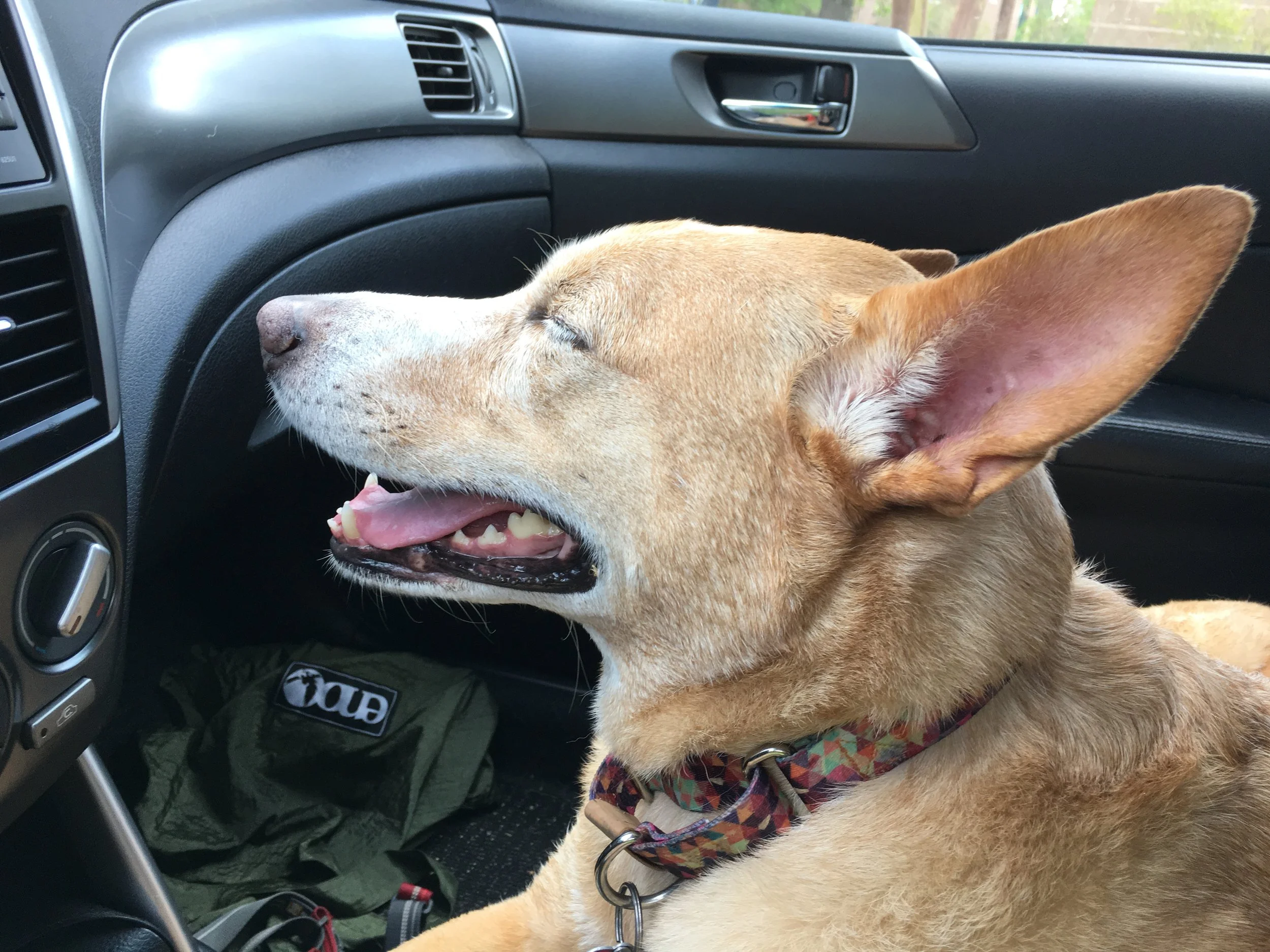 And obviously, I look significantly better in my collar than Bogart does (especially when I'm sucking down air conditioning after a fun day). 