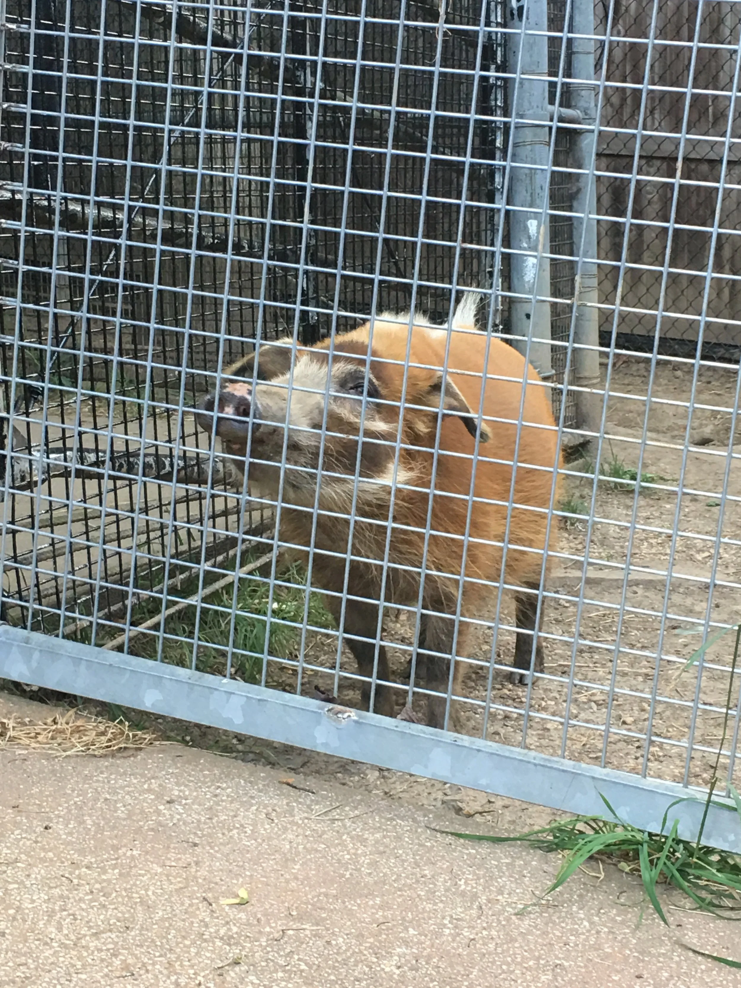 pumba.jpg