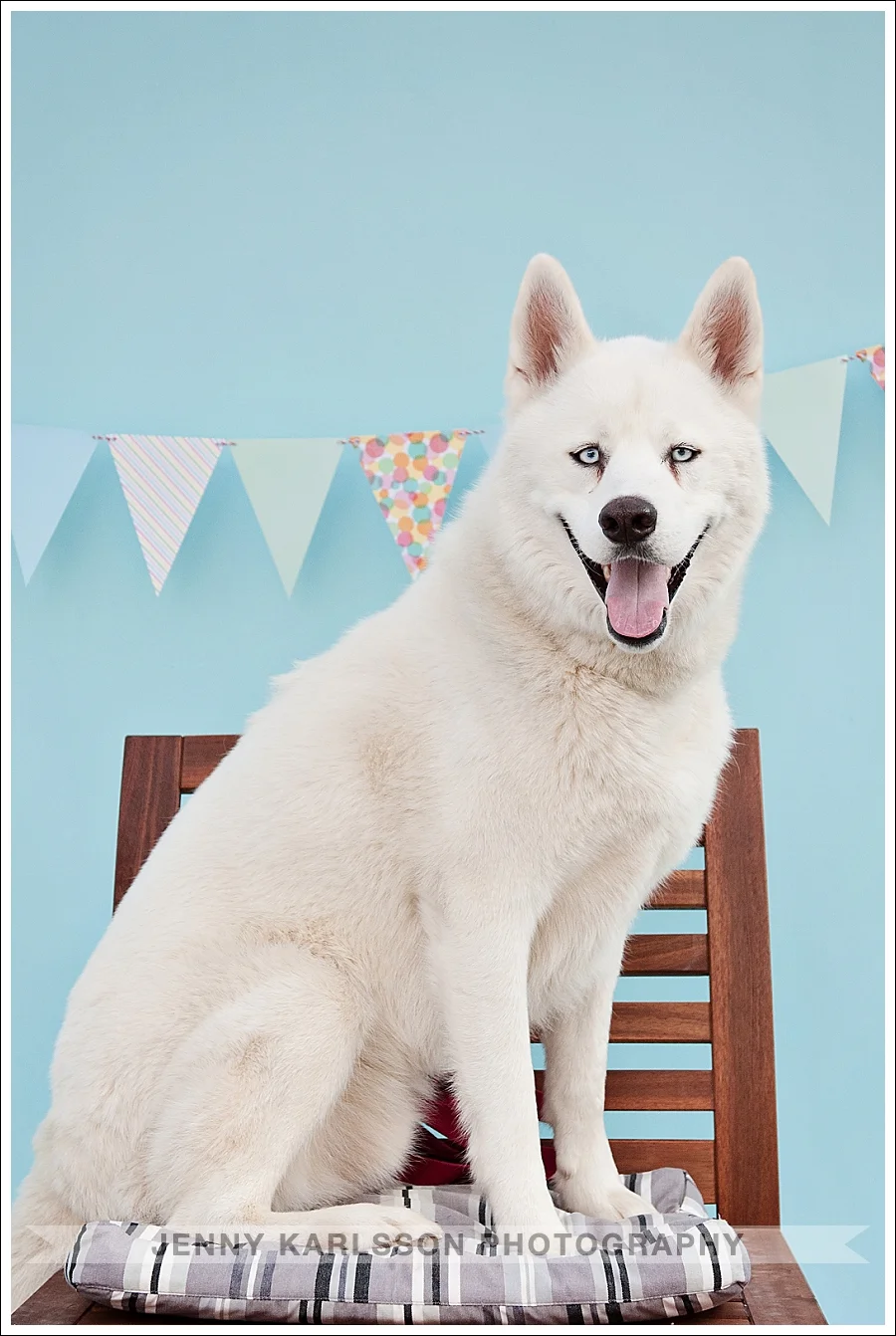 Petagogy Anniversary | Pittsburgh Pet Photography