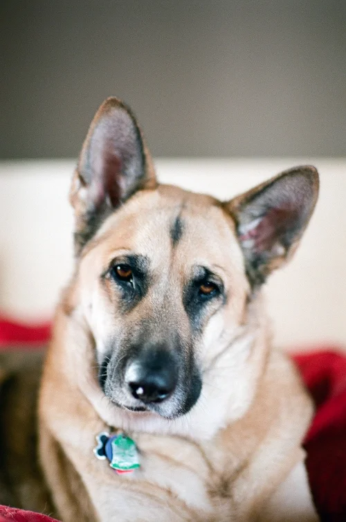 Alice the beloved dog | Pittsburgh Film Photographer