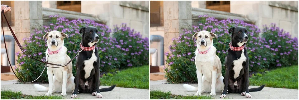 leash removal