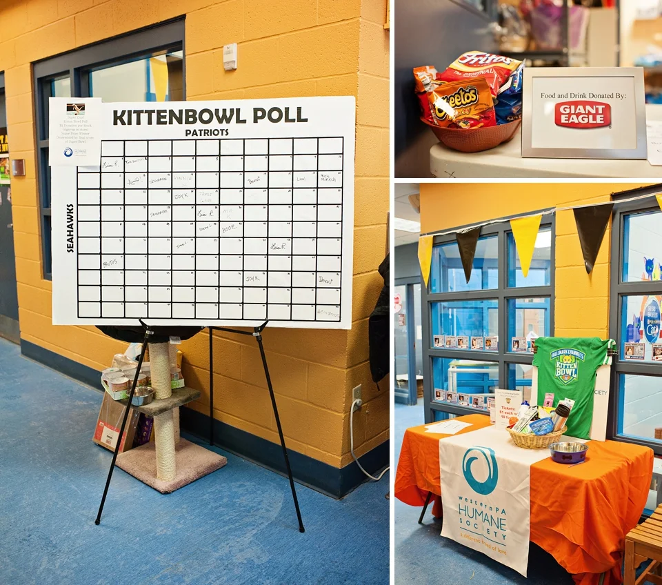 Kitten Bowl WPHS 2015