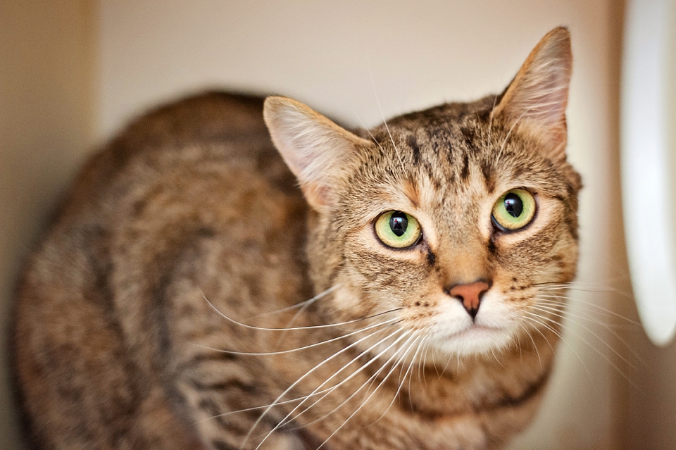 SHEBA - A194297