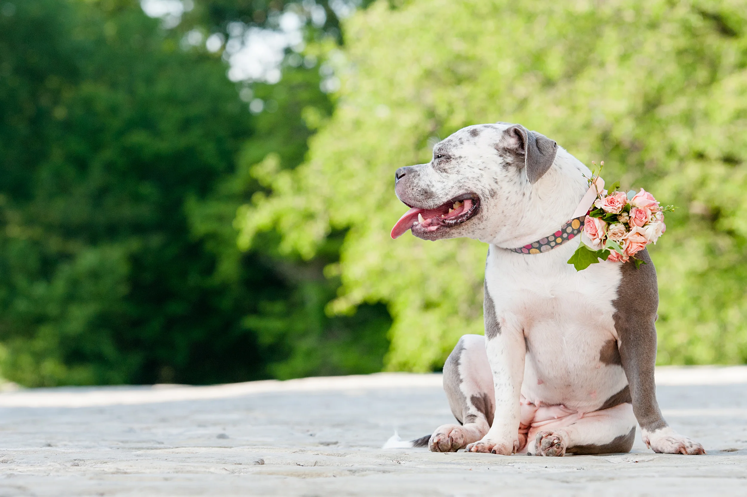 Roo, a Pitt Bull rescued by Biggies Bullies