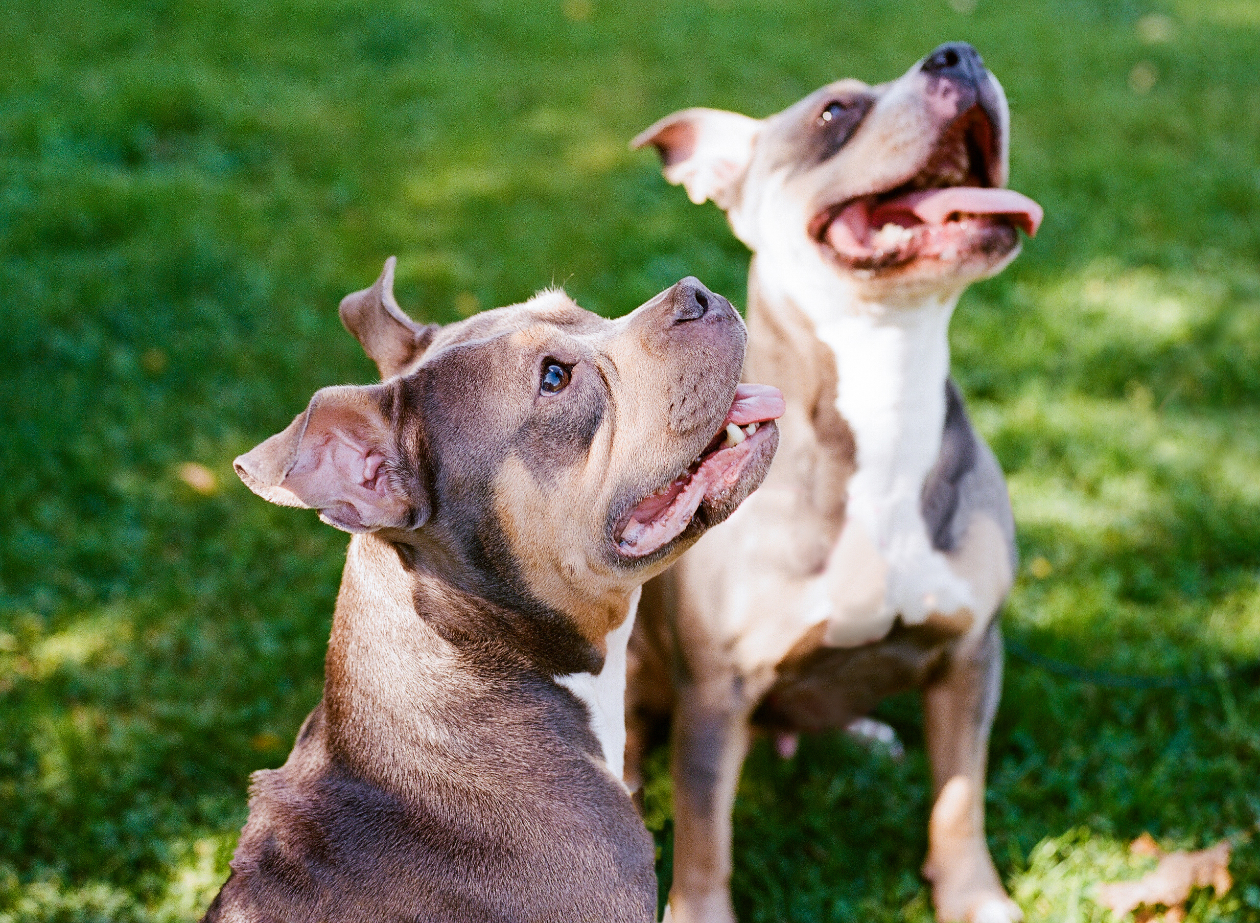 Can you tell Hippo and Bailey apart?