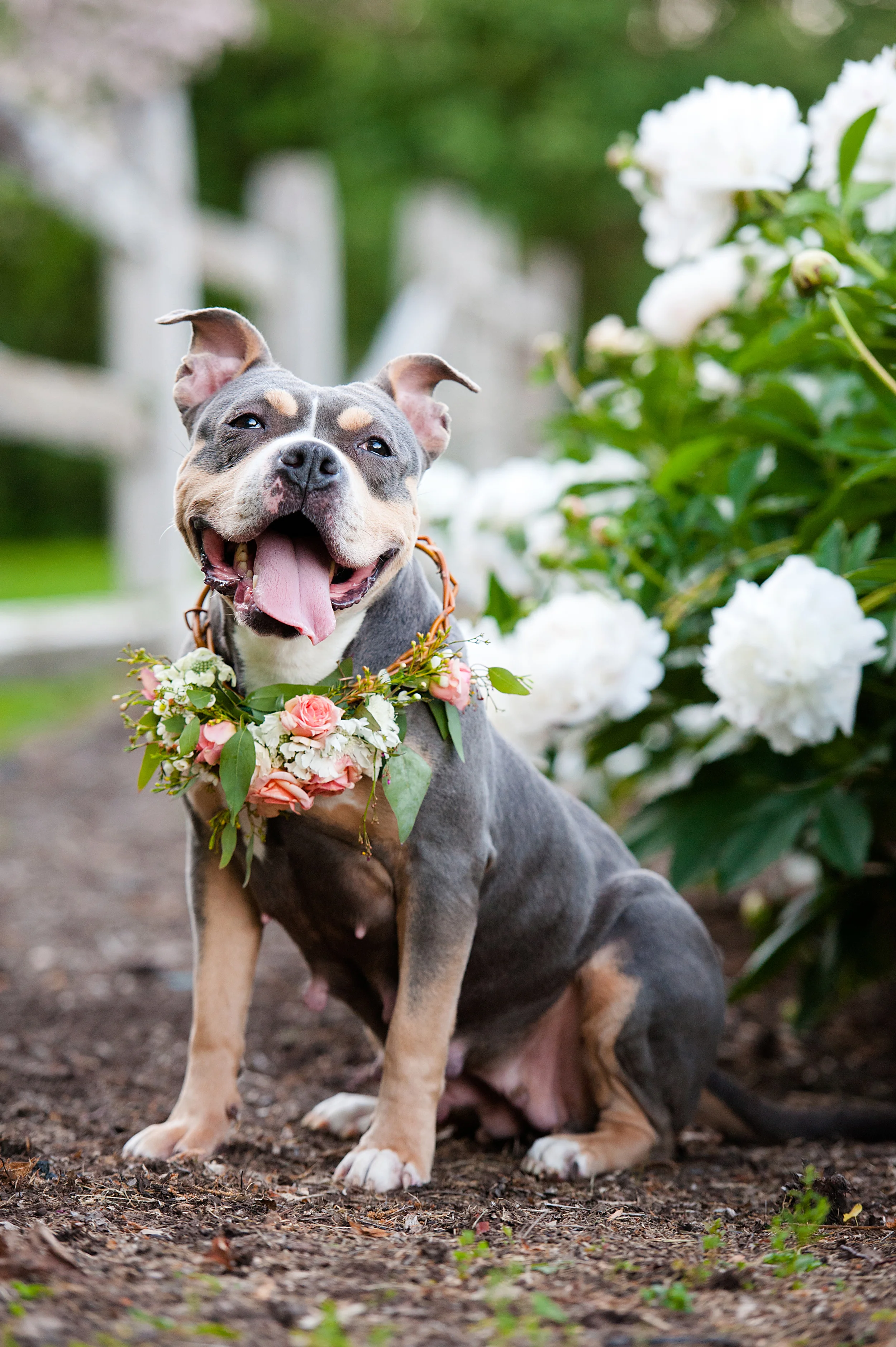 Adoptable Bailey from Biggies Bullies