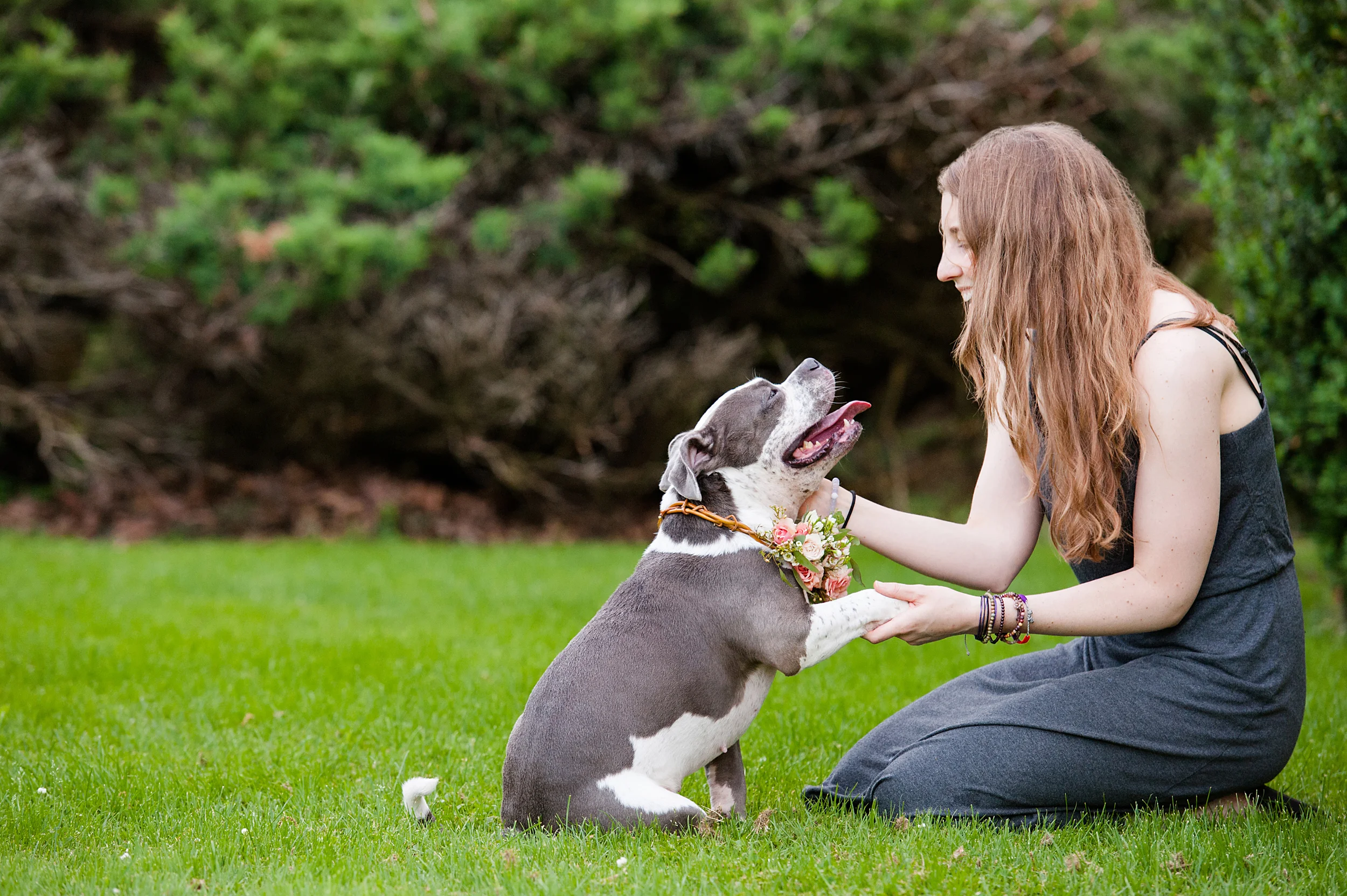 pit-bull-flower-crowns-52.jpg
