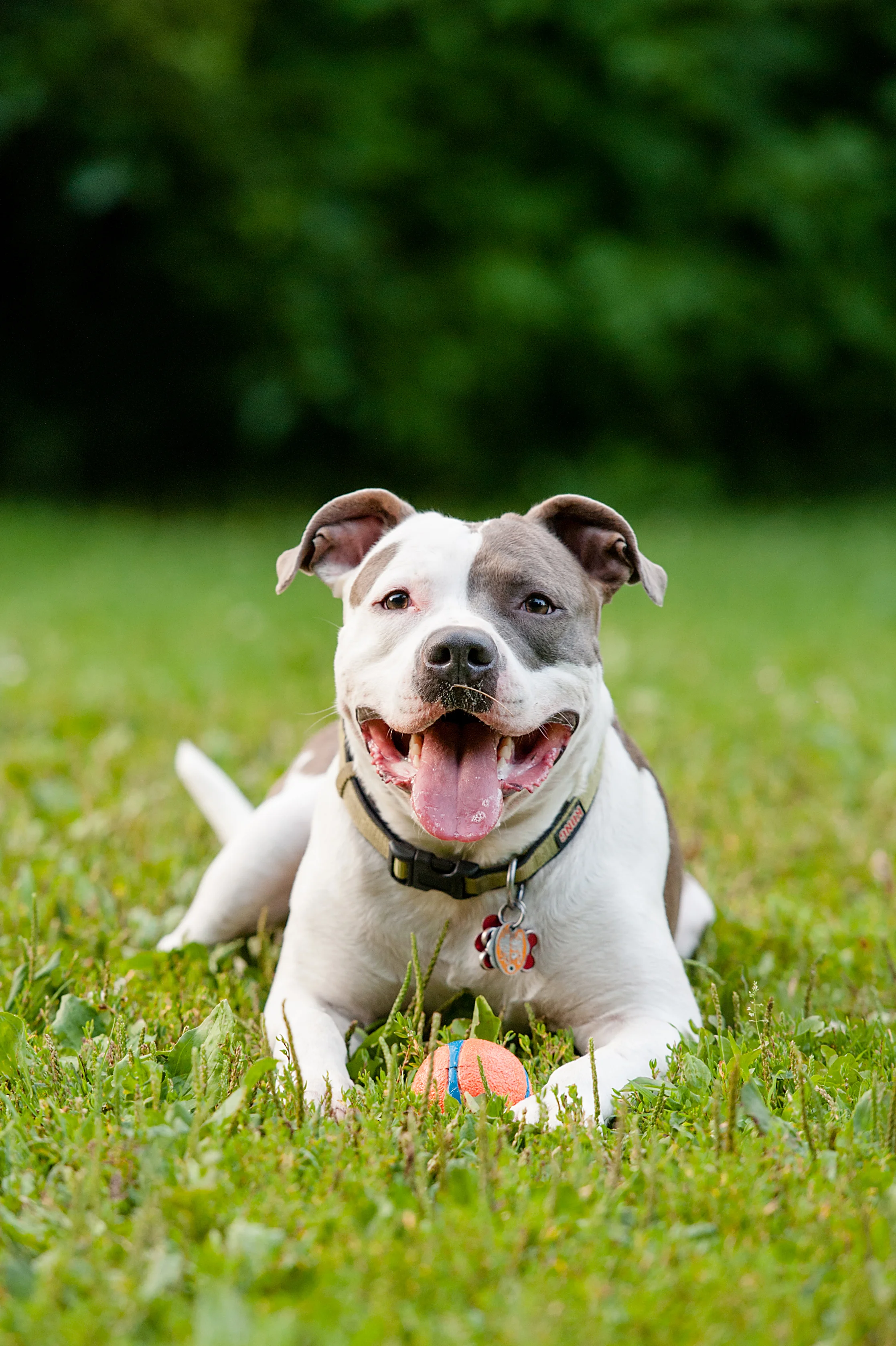 pittsburgh-pet-photography-brewknow-02.jpg