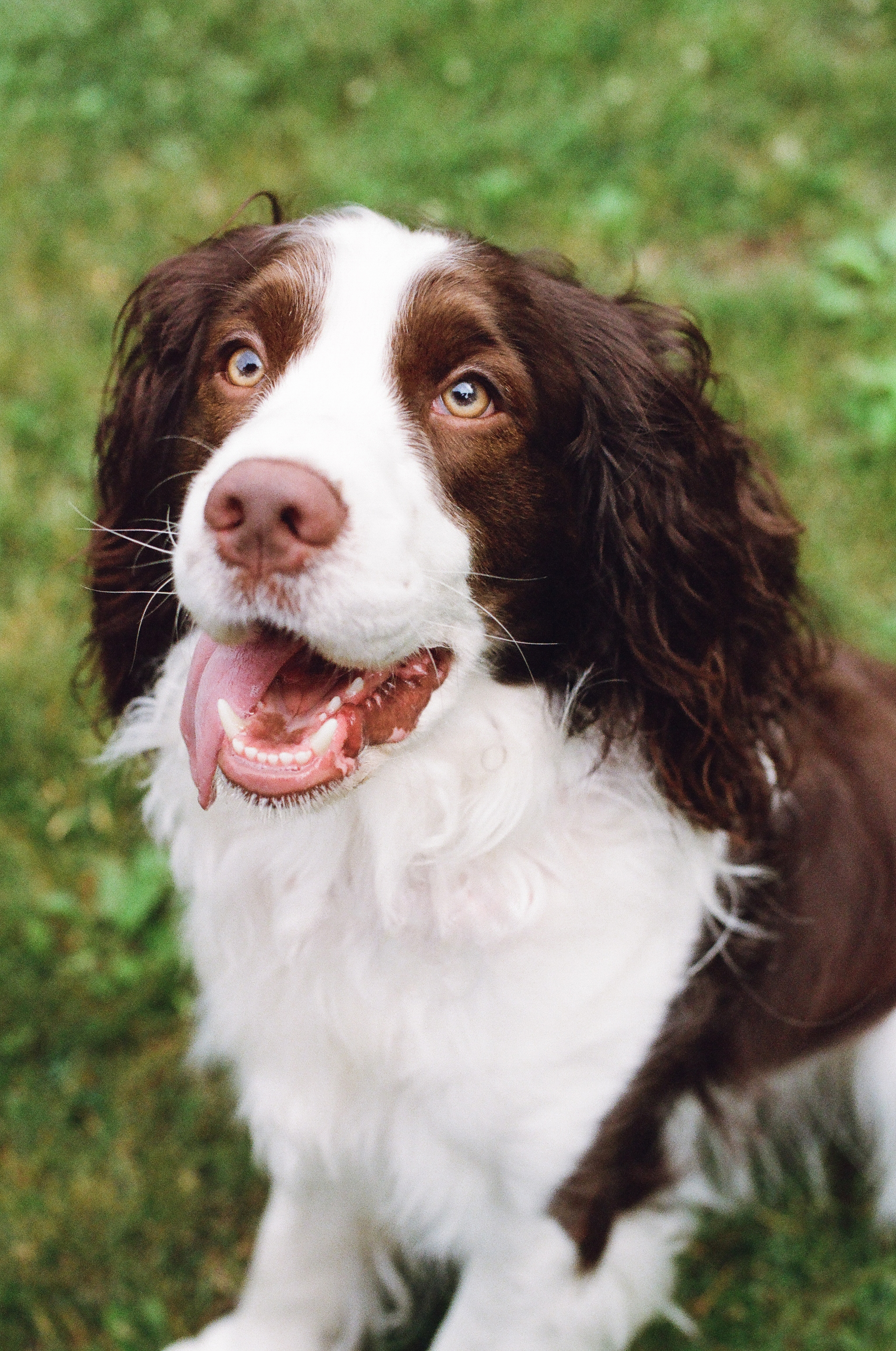 pet-photography-pittsburgh-remy-moe-03.jpg