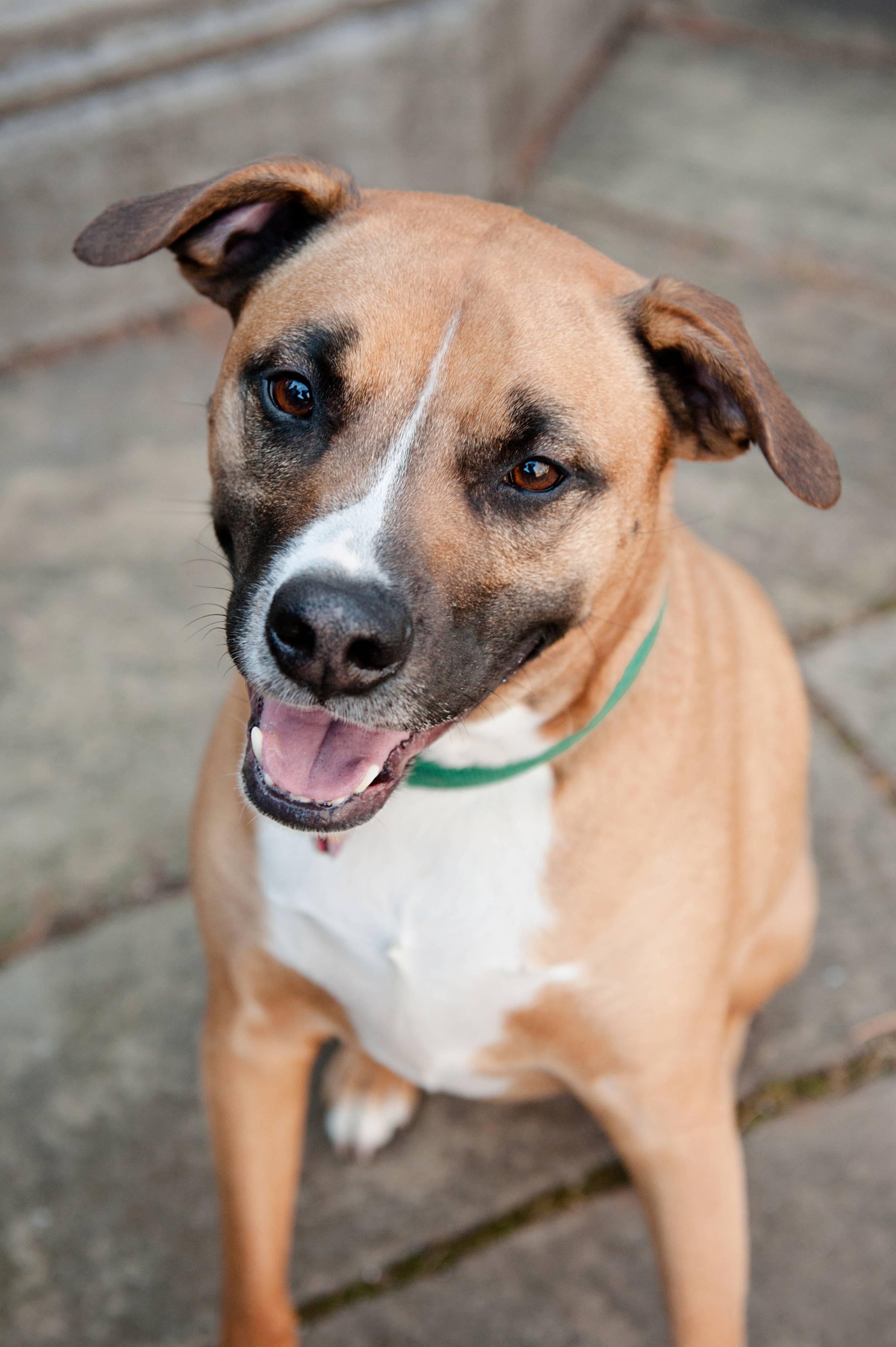 dog-photography-pittsburgh-carson-01.jpg