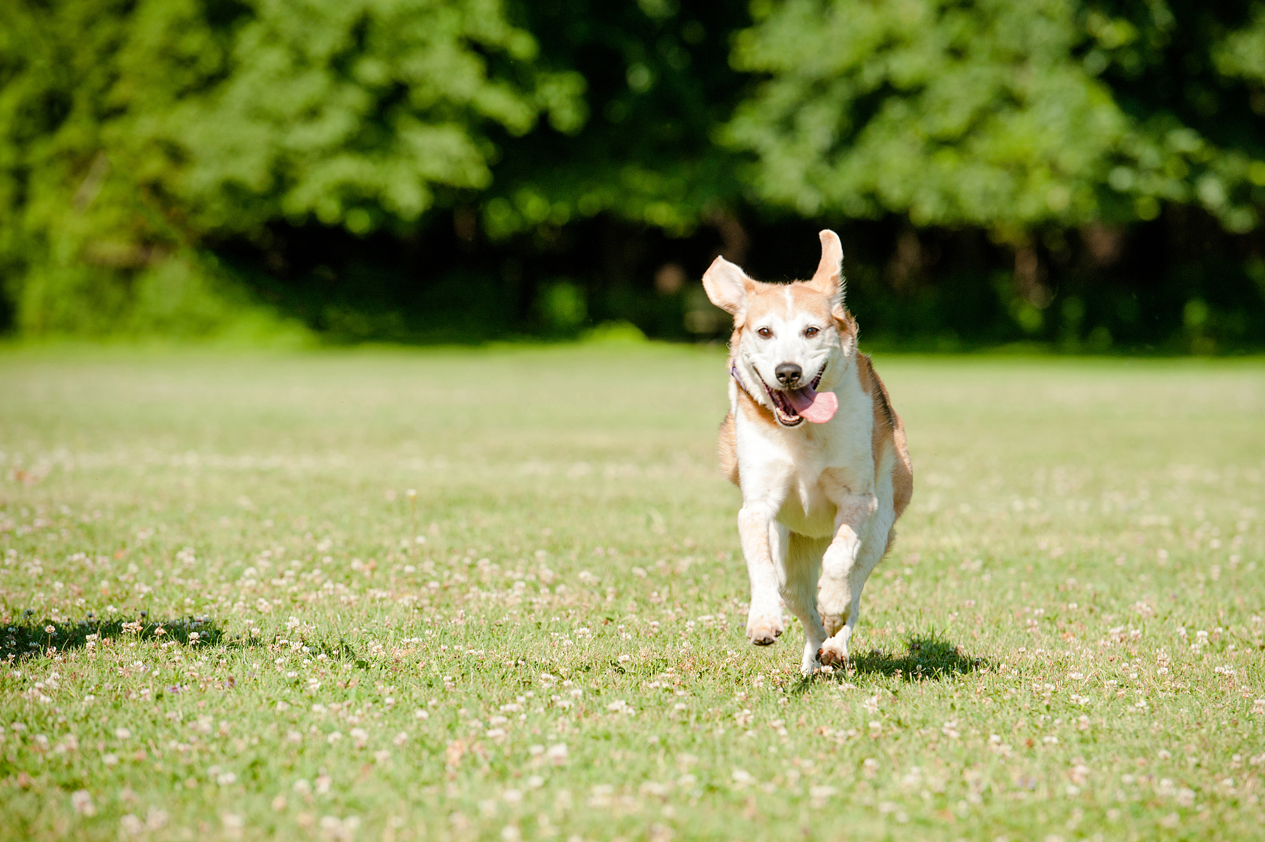 dog-photography-hartwood-acres-giftbug-06.jpg