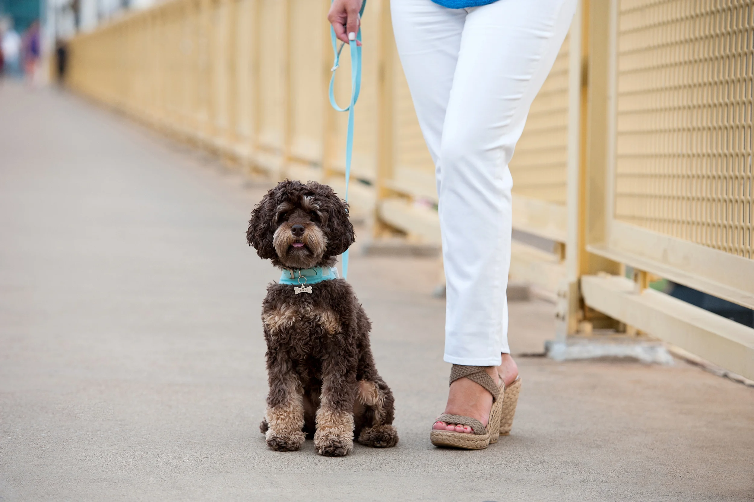 pittsburgh-pet-photographer-sadie-01.jpg