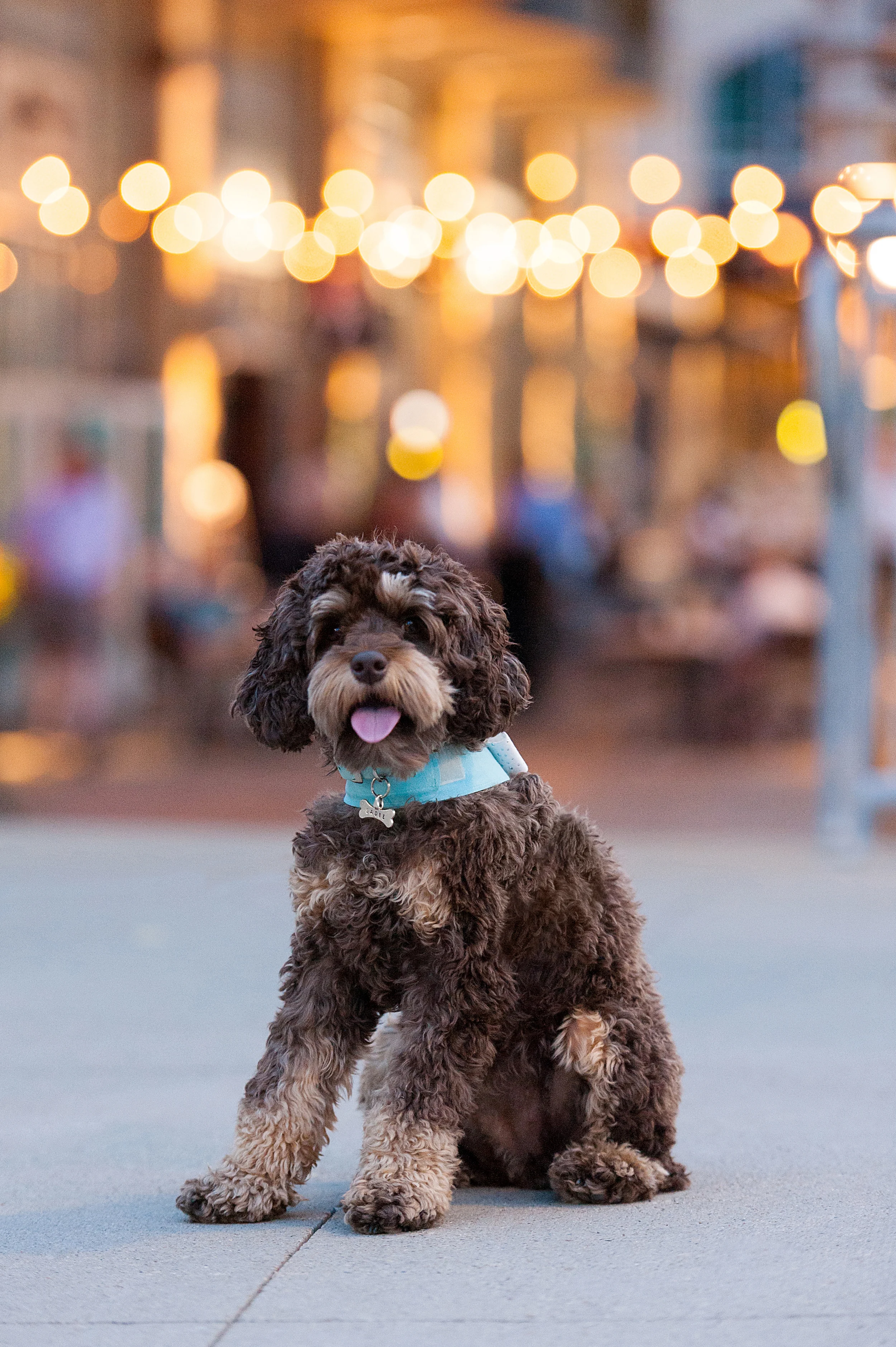 pittsburgh-pet-photographer-sadie-11.jpg
