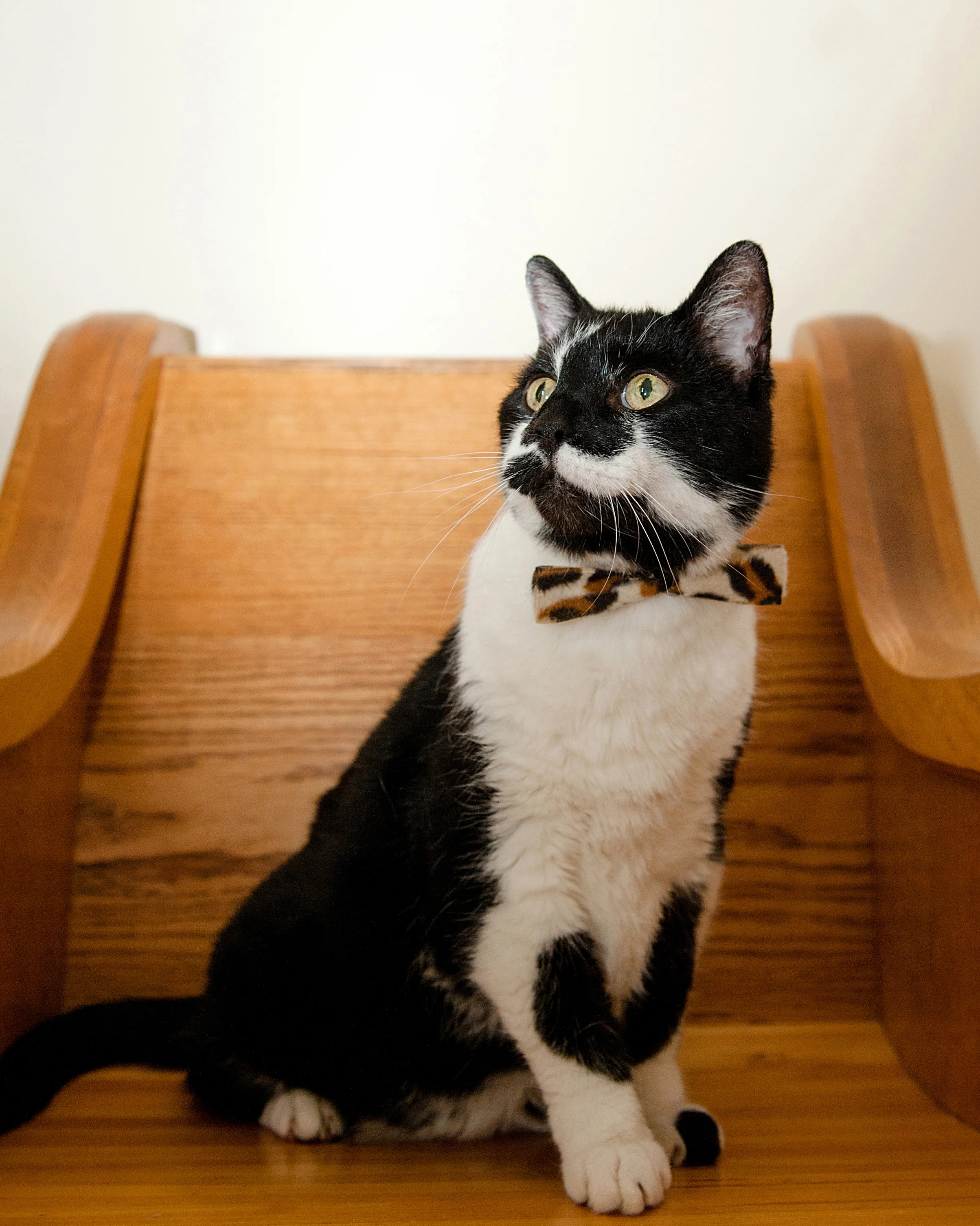 cat-photography-pittsburgh-raymond-11.jpg