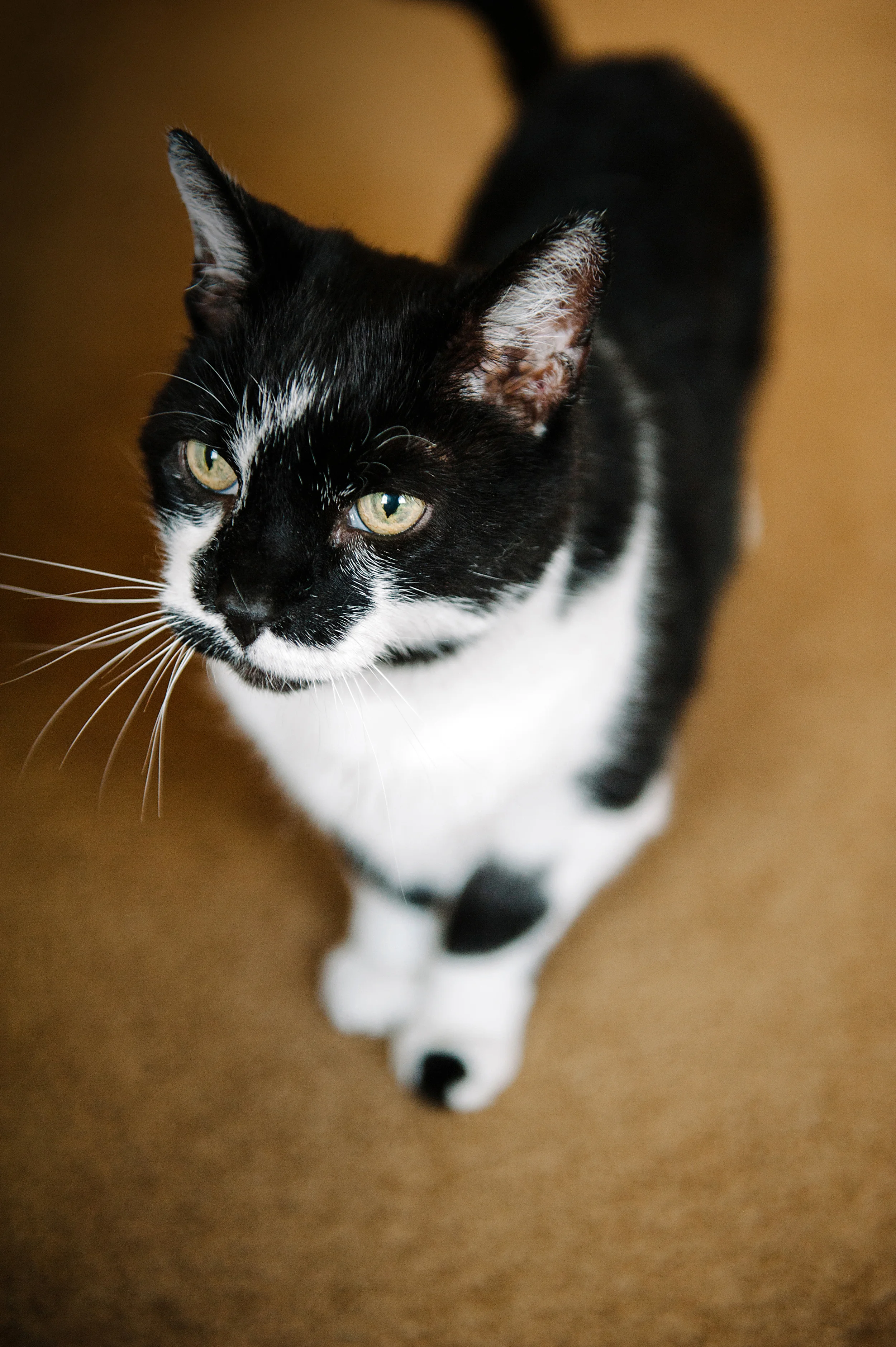 cat-photography-pittsburgh-raymond-10.jpg