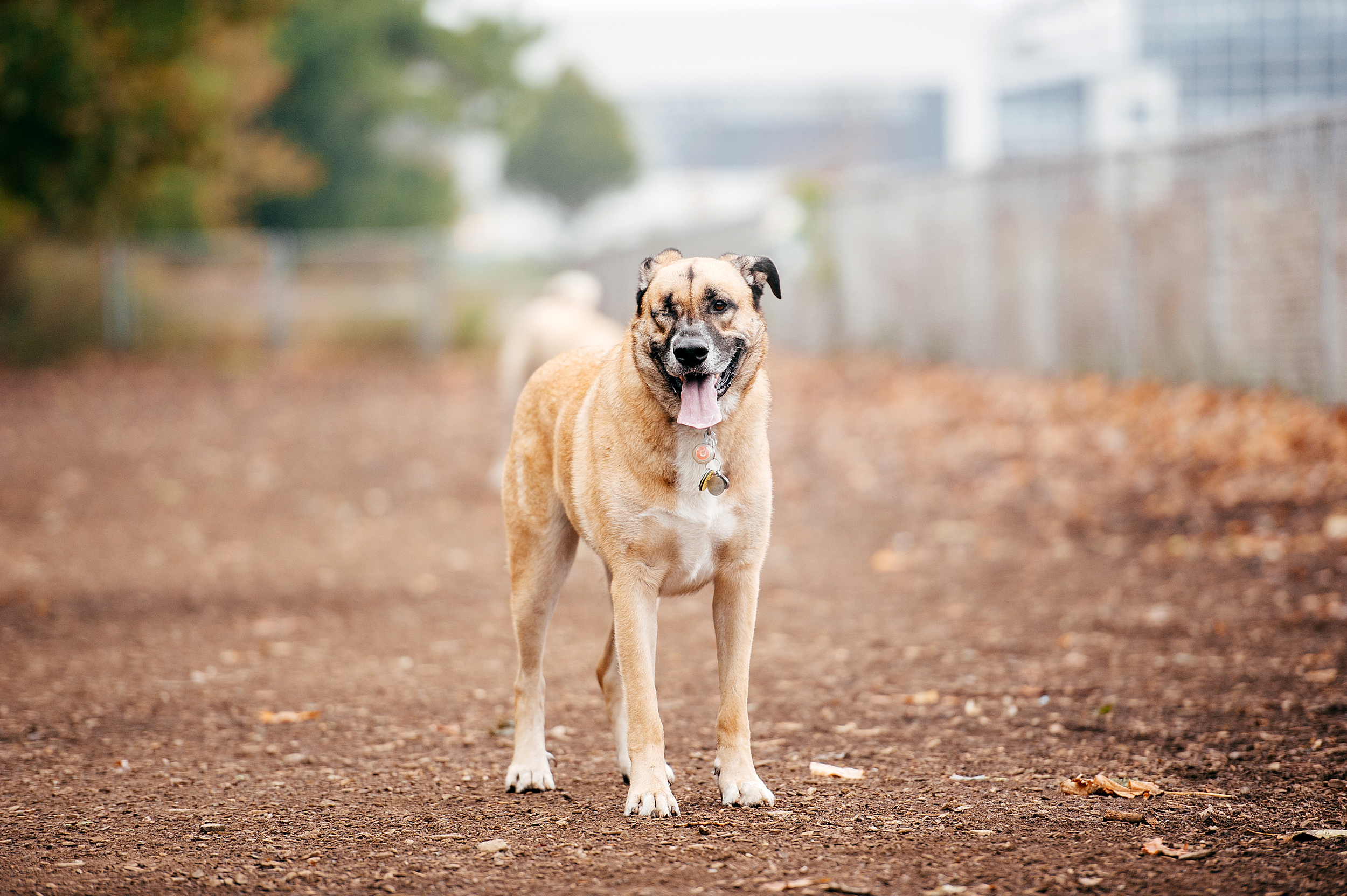 bernard-dog-run-pittsburgh-walsh02.jpg