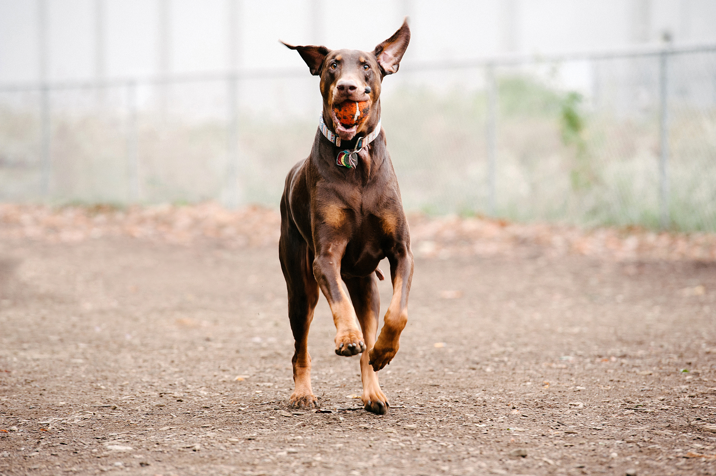 bernard-dog-run-pittsburgh-walsh08.jpg