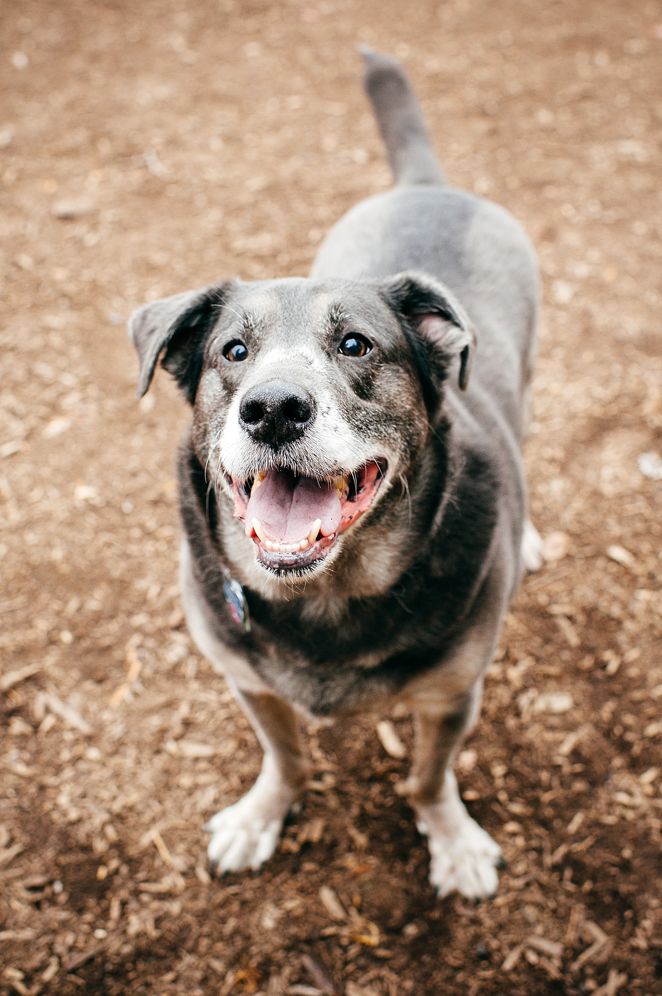bernard-dog-run-pittsburgh-walsh12.jpg