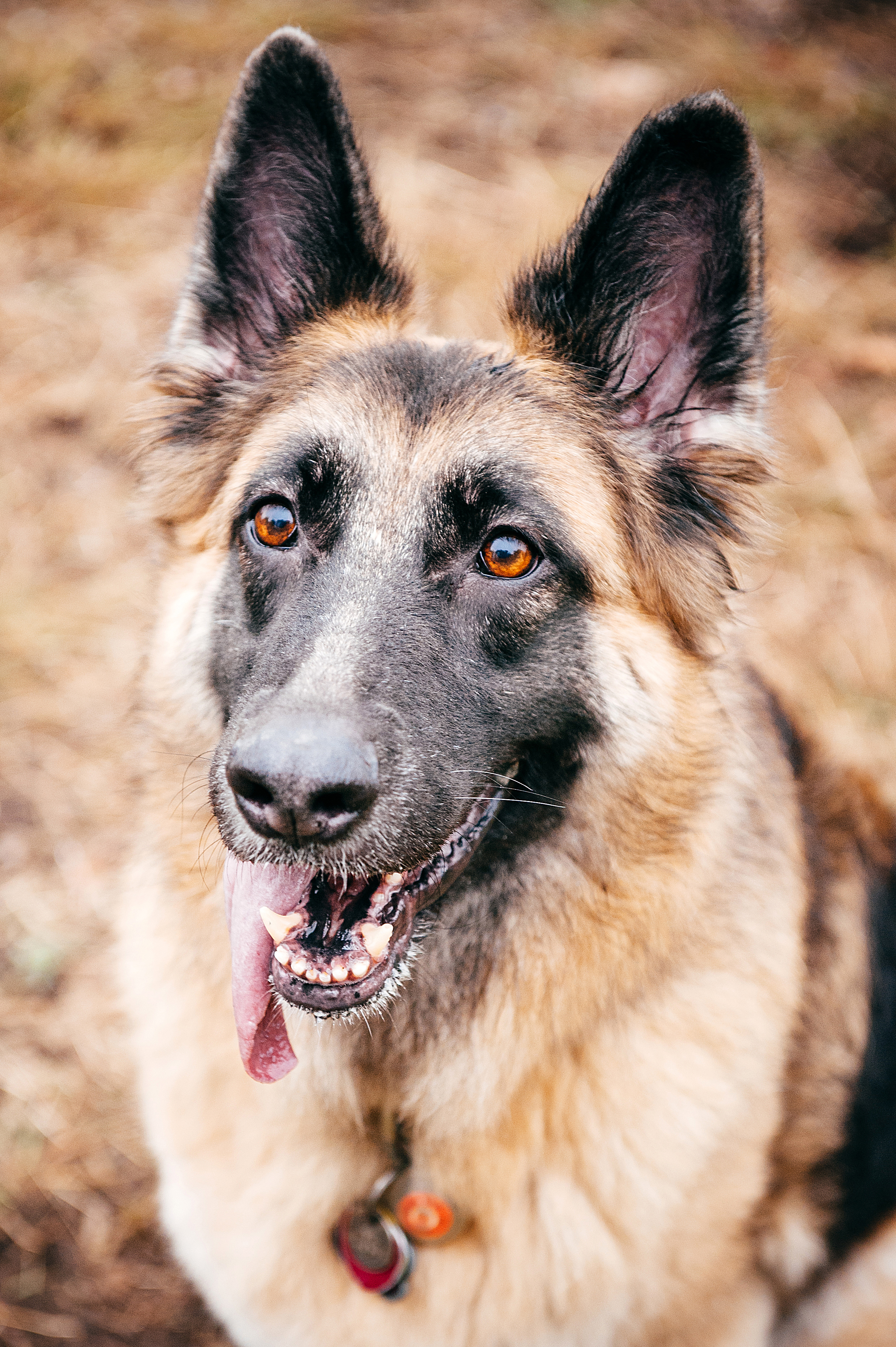 bernard-dog-run-pittsburgh-walsh16.jpg