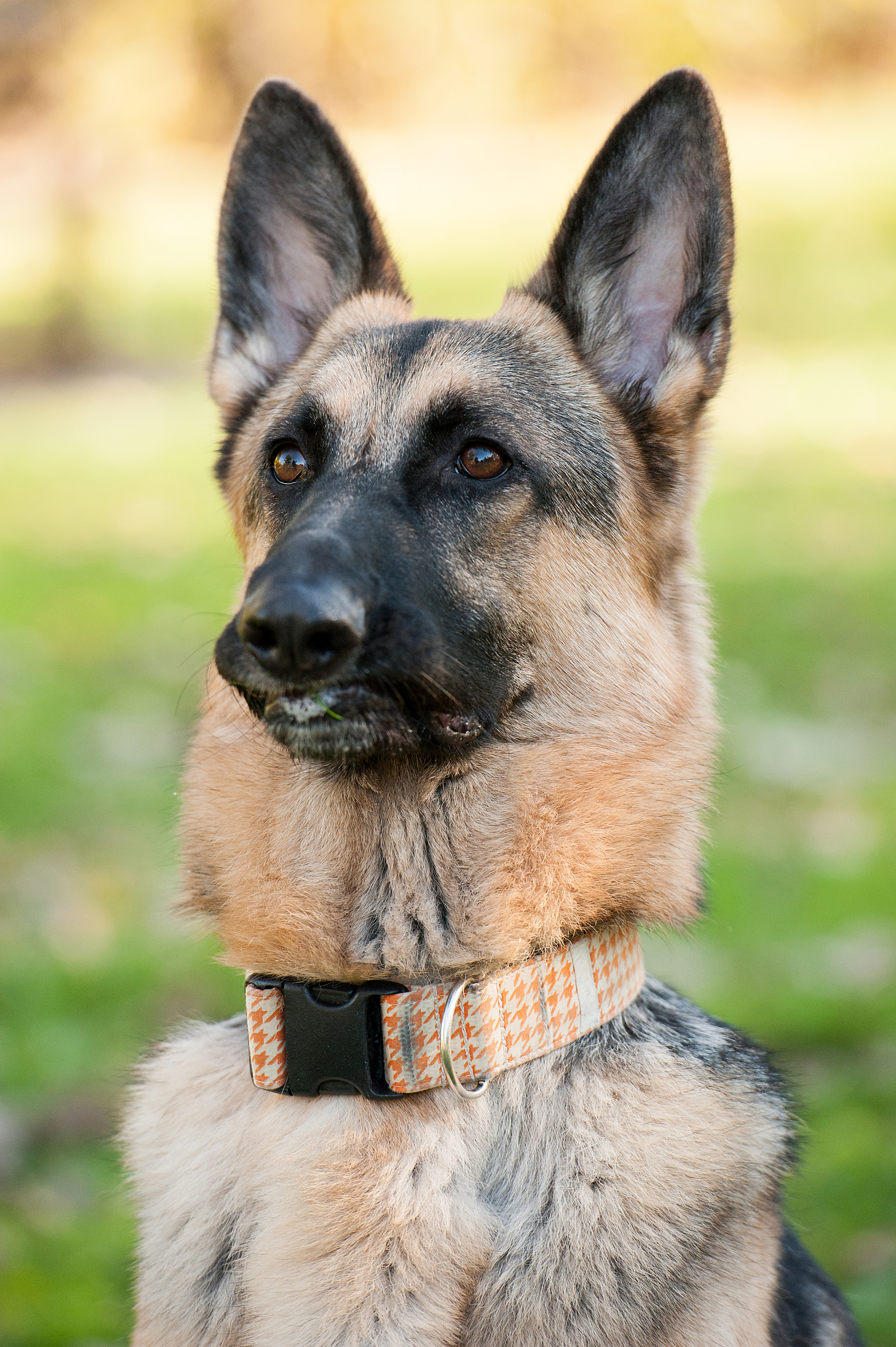 dog-photography-pittsburgh-bismarck-08.jpg