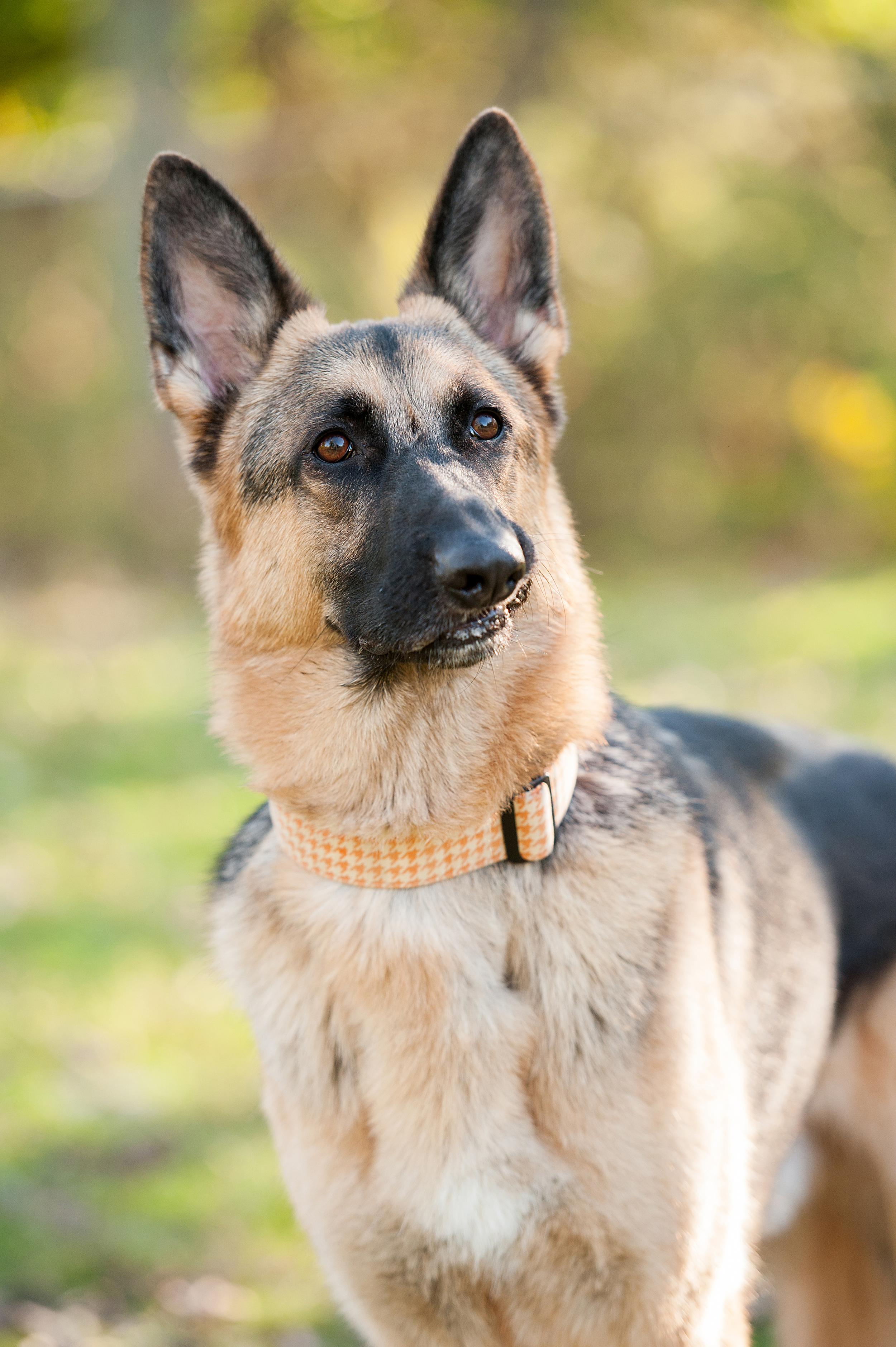 dog-photography-pittsburgh-bismarck-12.jpg