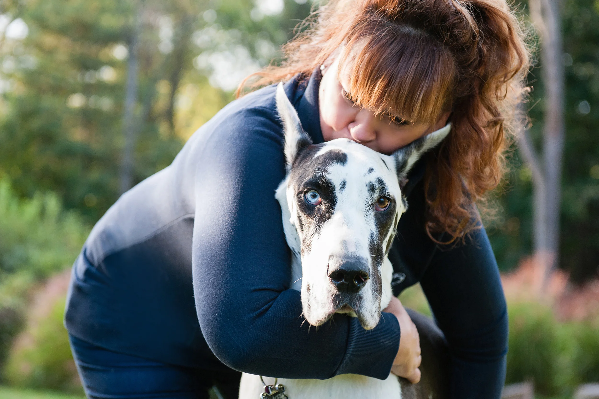 daisy-great-dane-pittsburgh-001.jpg