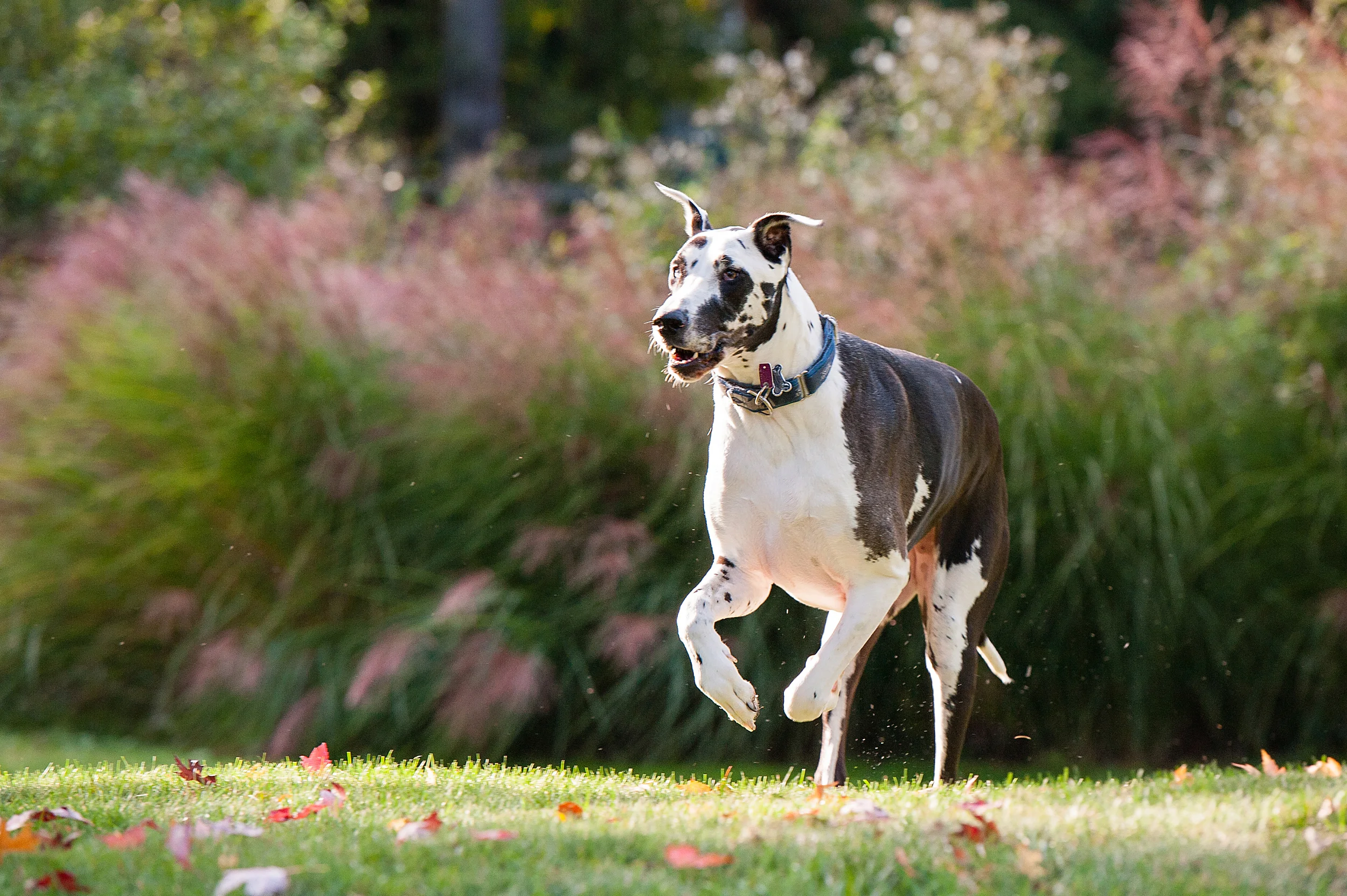 daisy-great-dane-pittsburgh-003.jpg