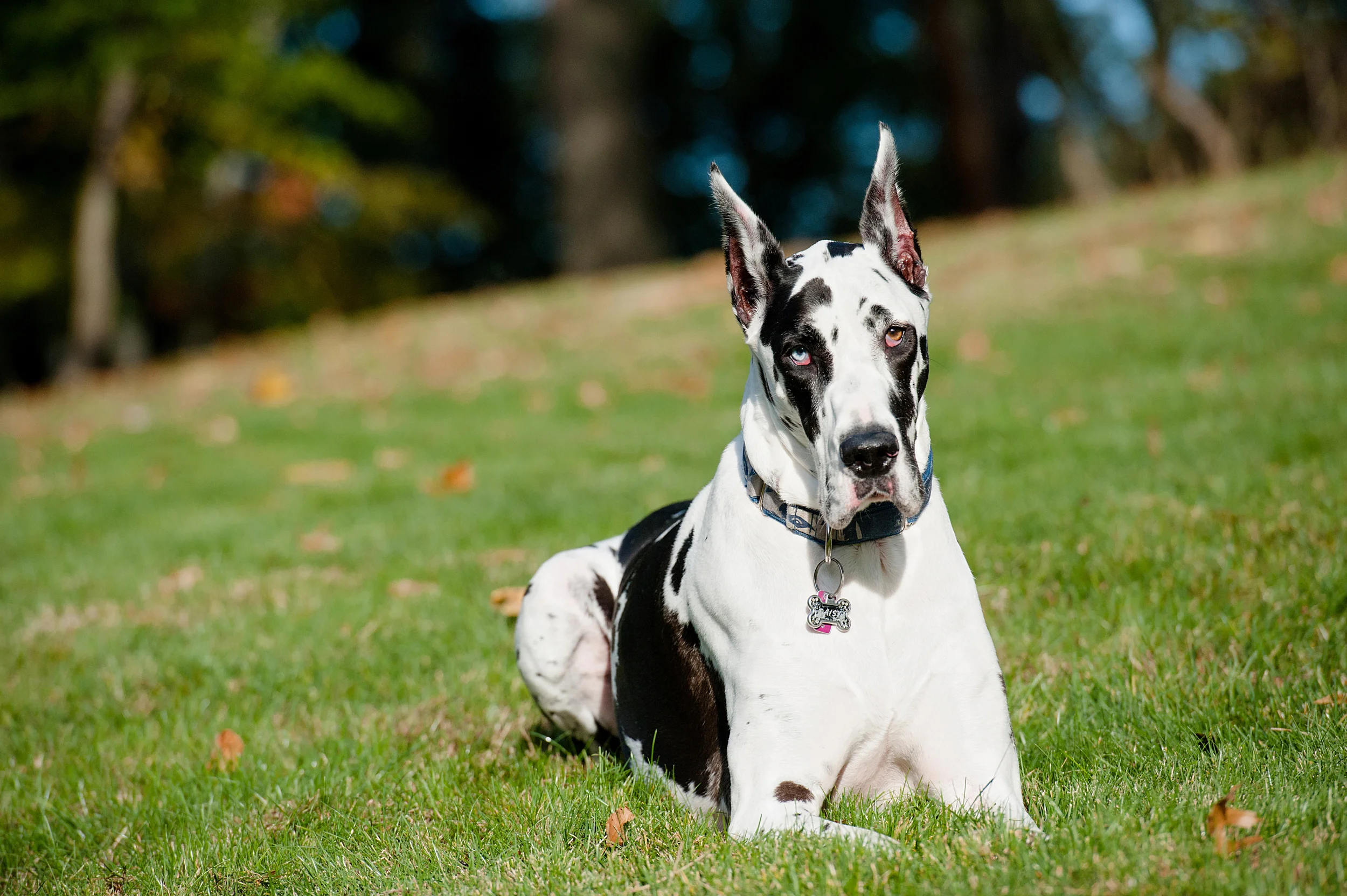 daisy-great-dane-pittsburgh-004.jpg