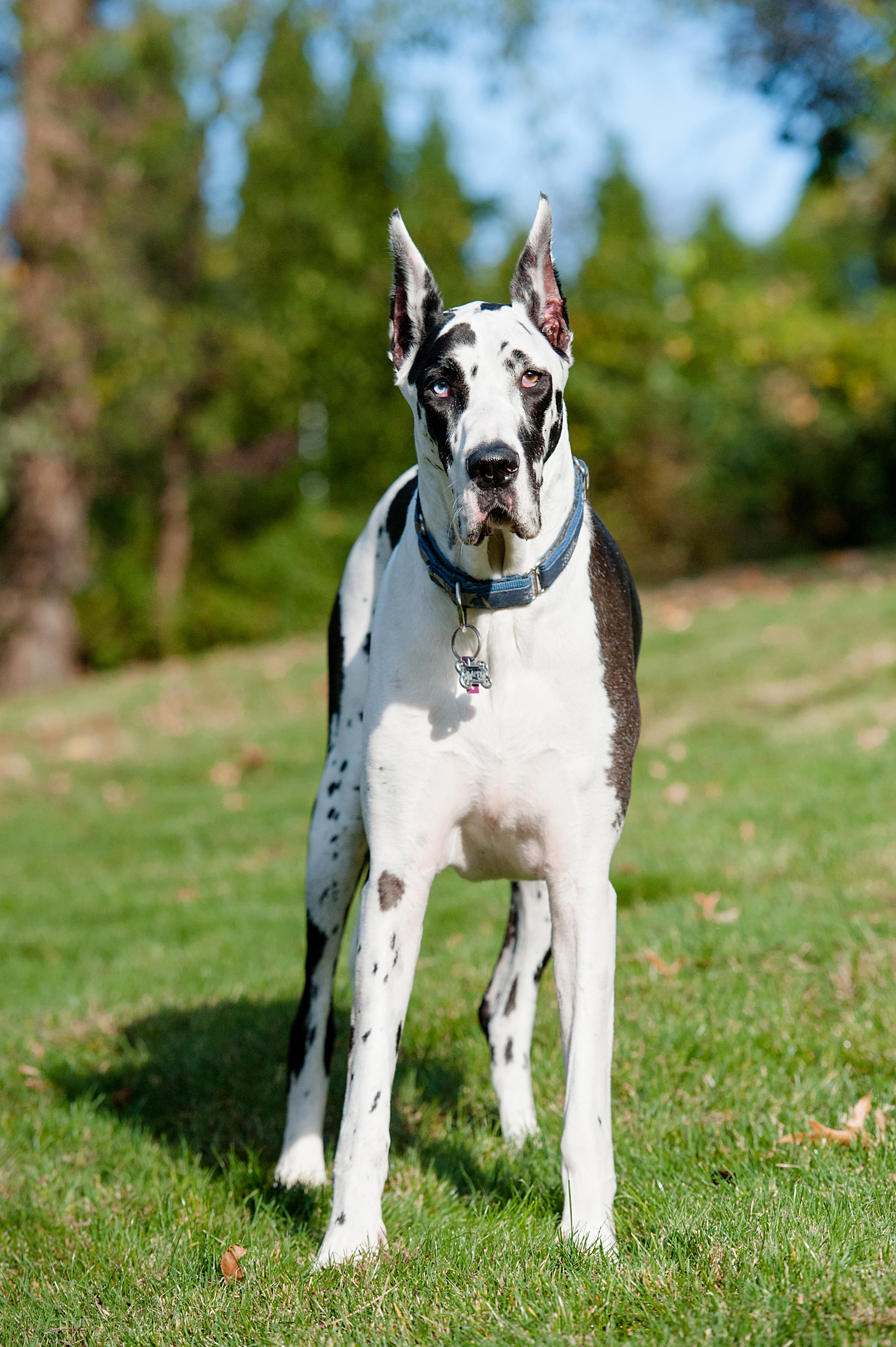 daisy-great-dane-pittsburgh-005.jpg