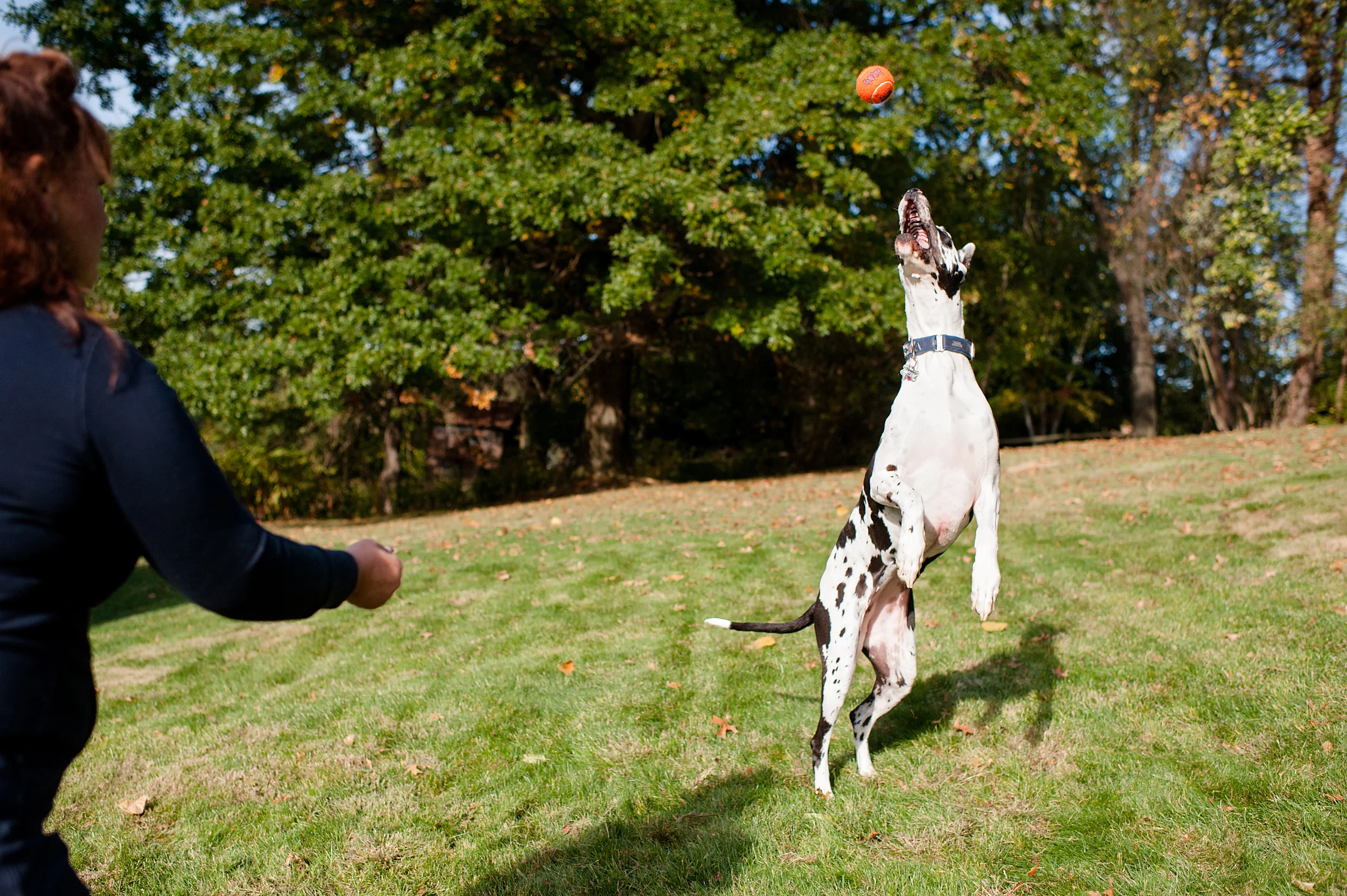 daisy-great-dane-pittsburgh-011.jpg