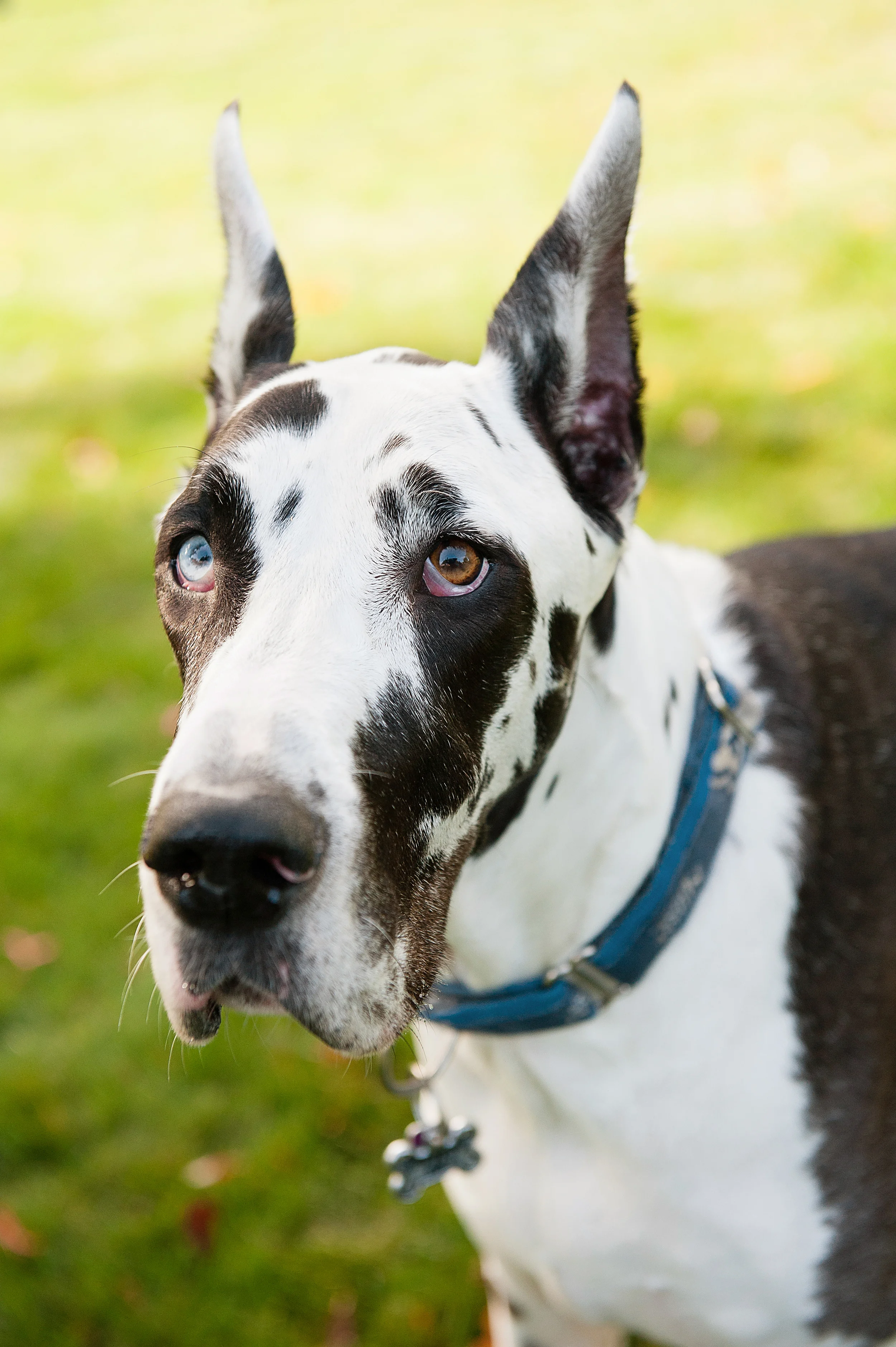daisy-great-dane-pittsburgh-012.jpg