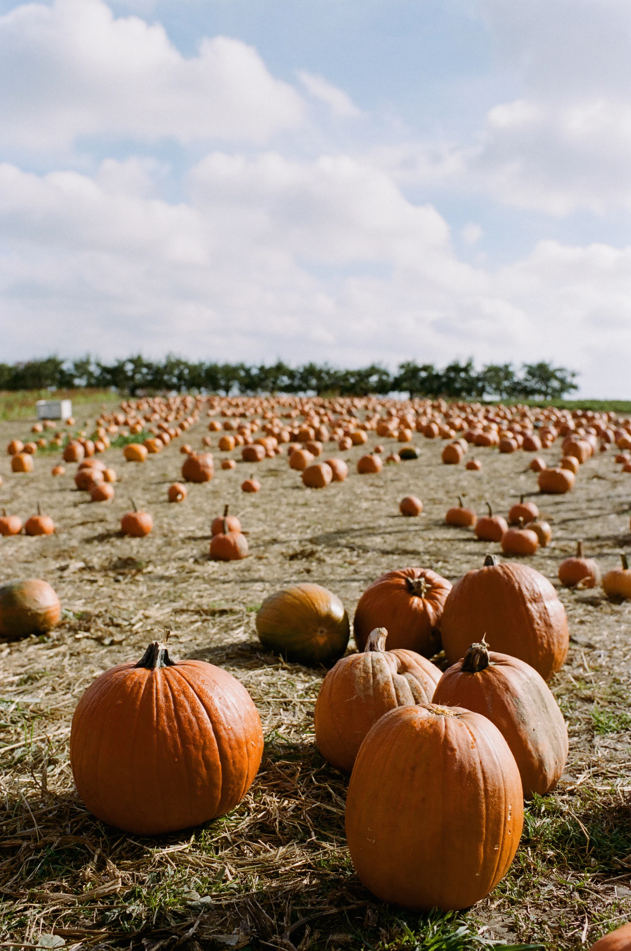 soergel-orchards-pittsburgh-007.jpg