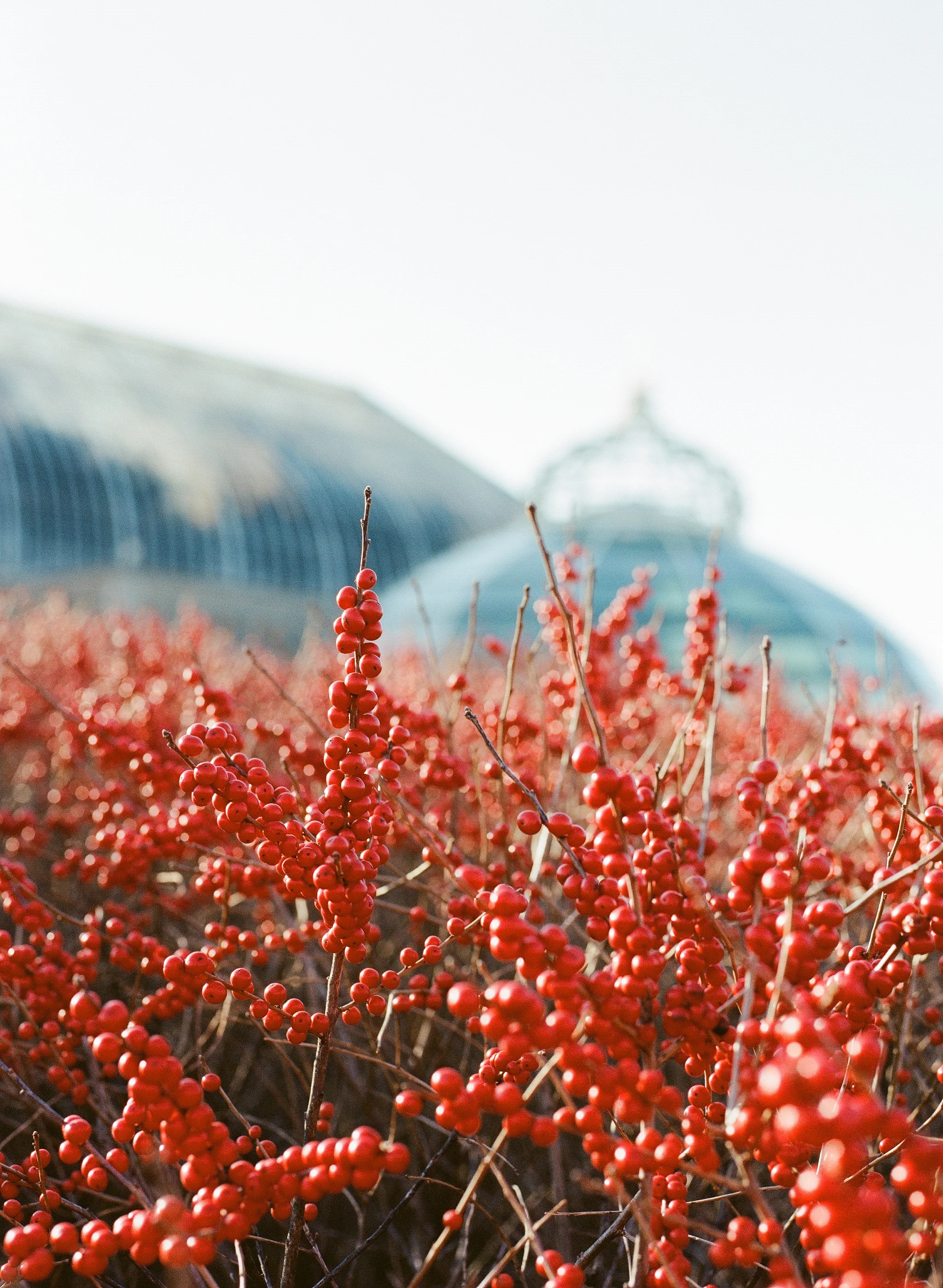 Phipps Conservatory Pittsburgh Winter Flower Show 040.jpg