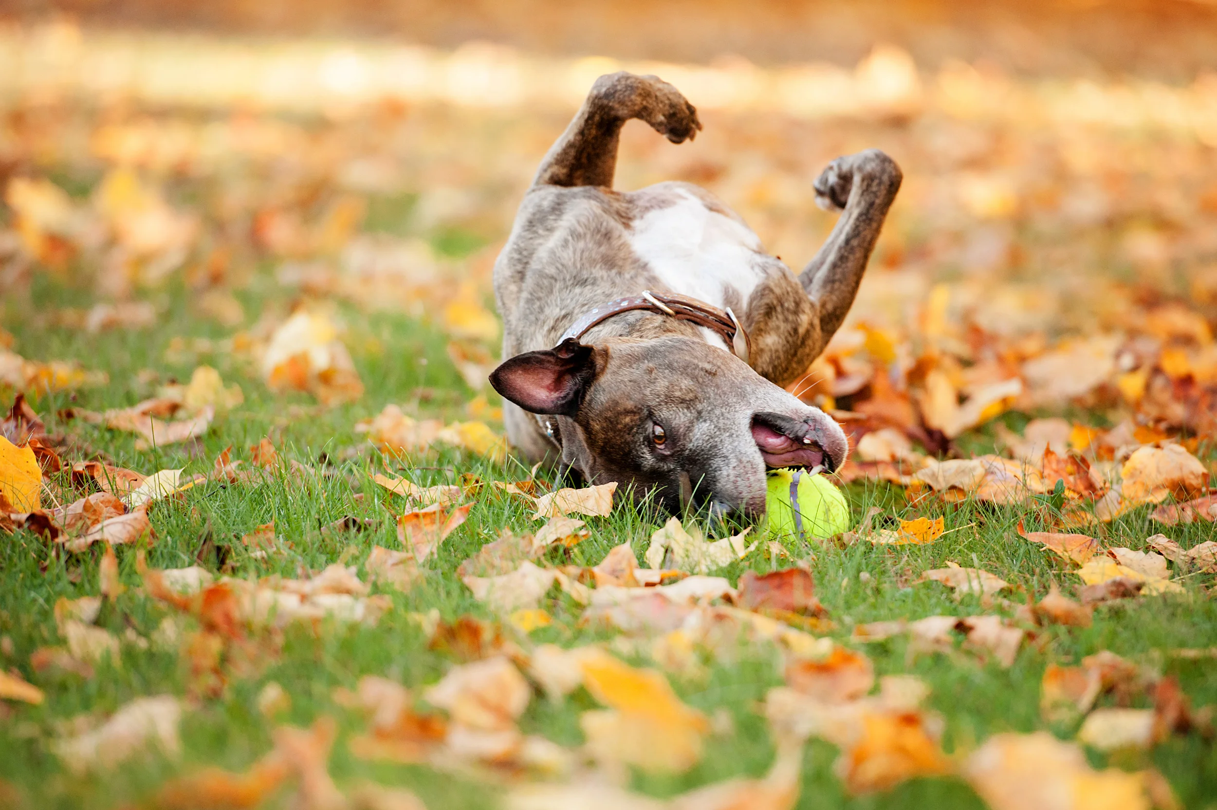 Pit bull playing with ball