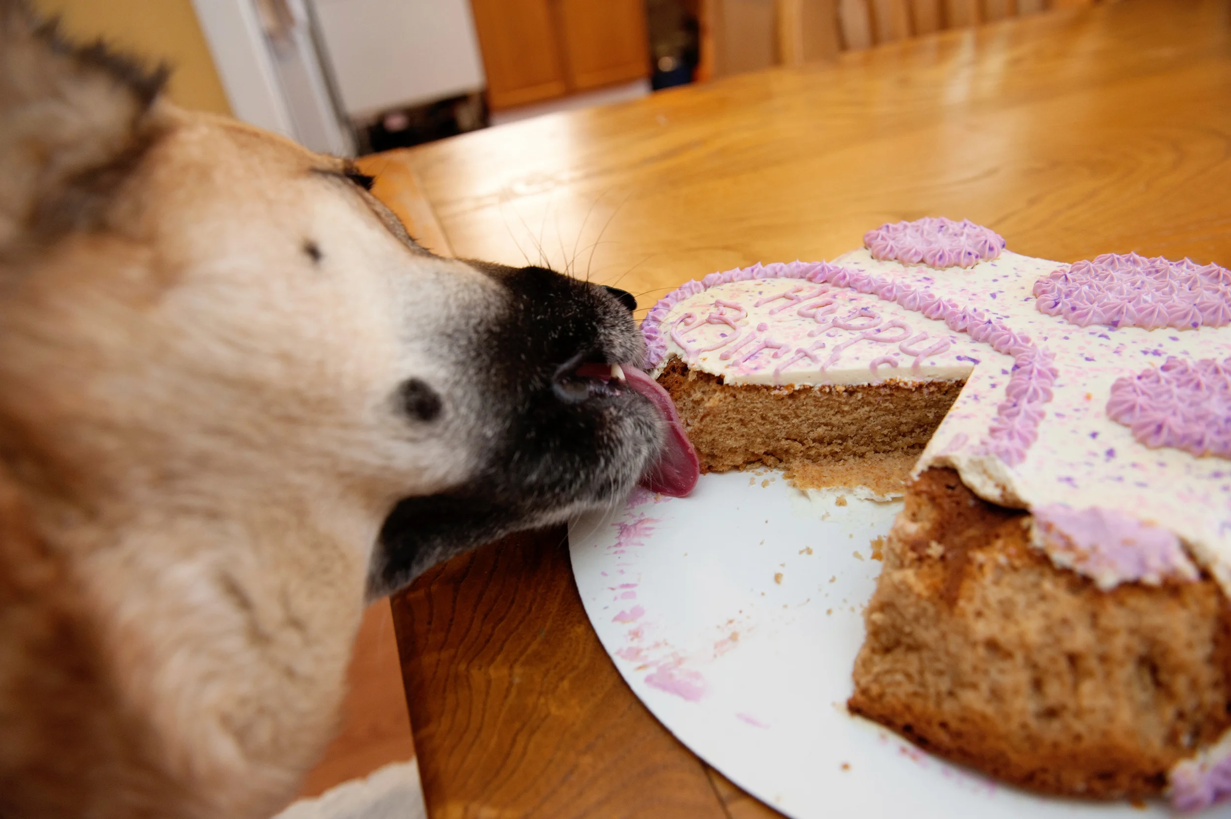 AliceEatsCake-23.jpg