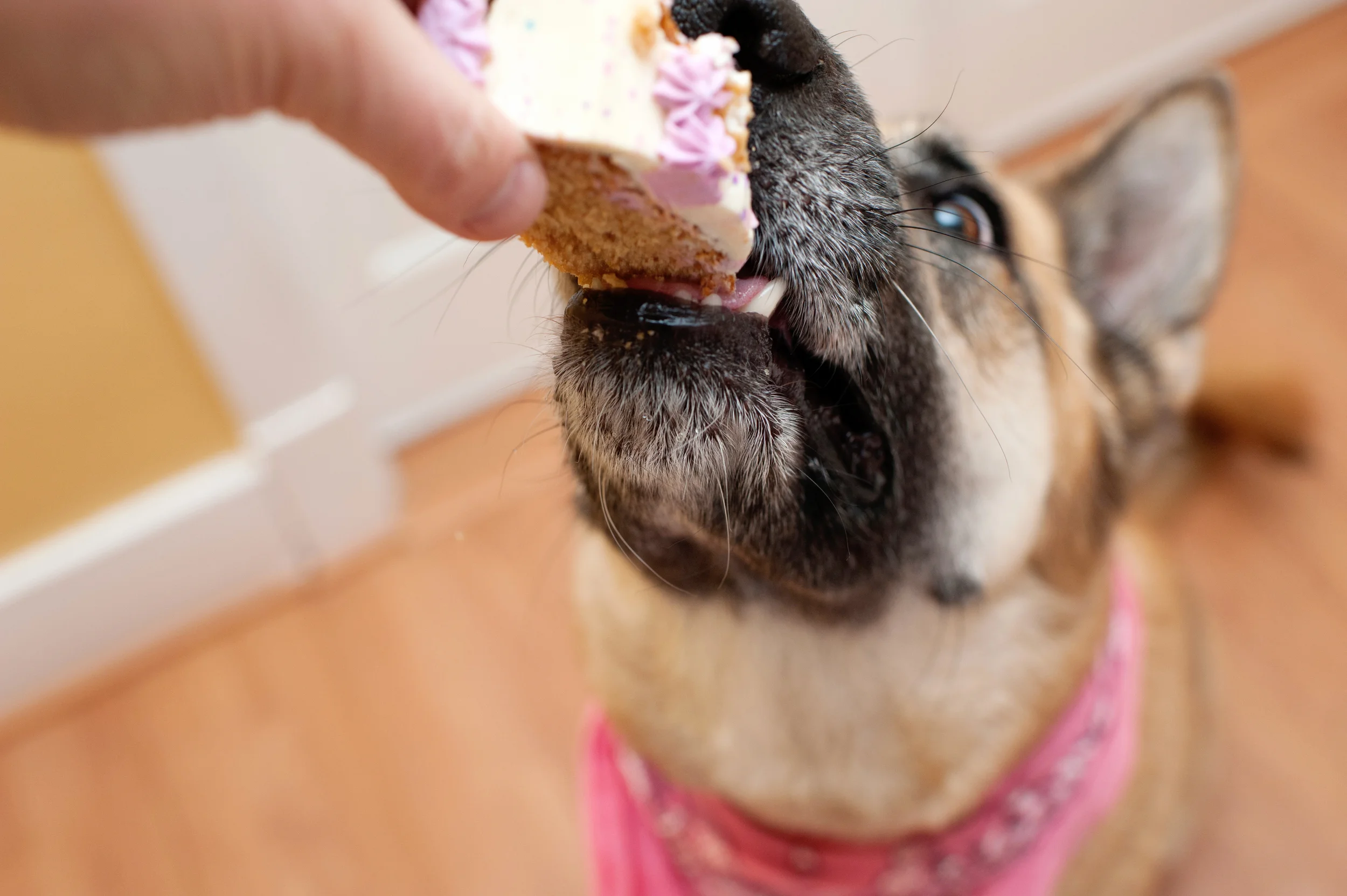 AliceEatsCake-28.jpg