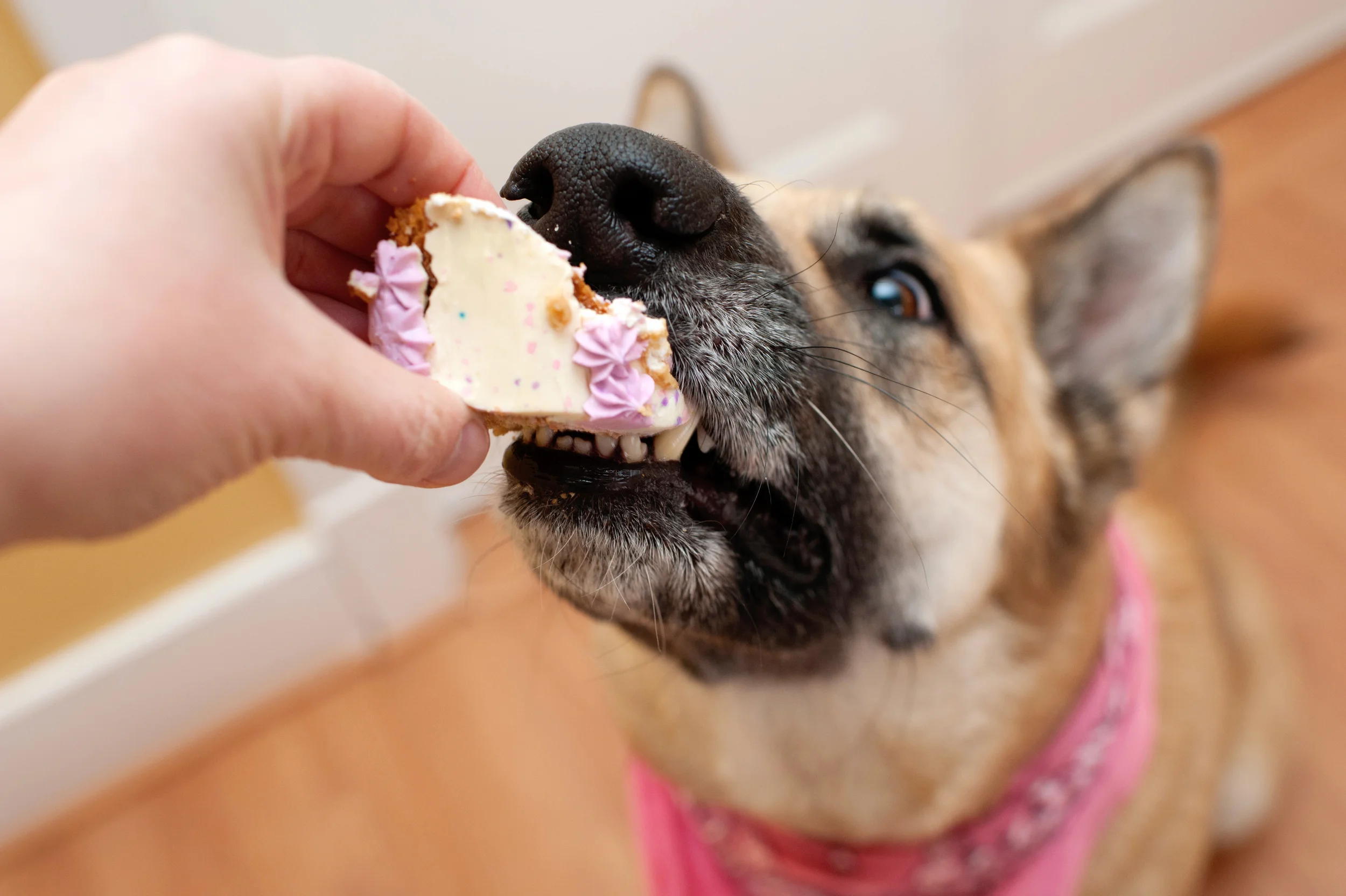 AliceEatsCake-31.jpg