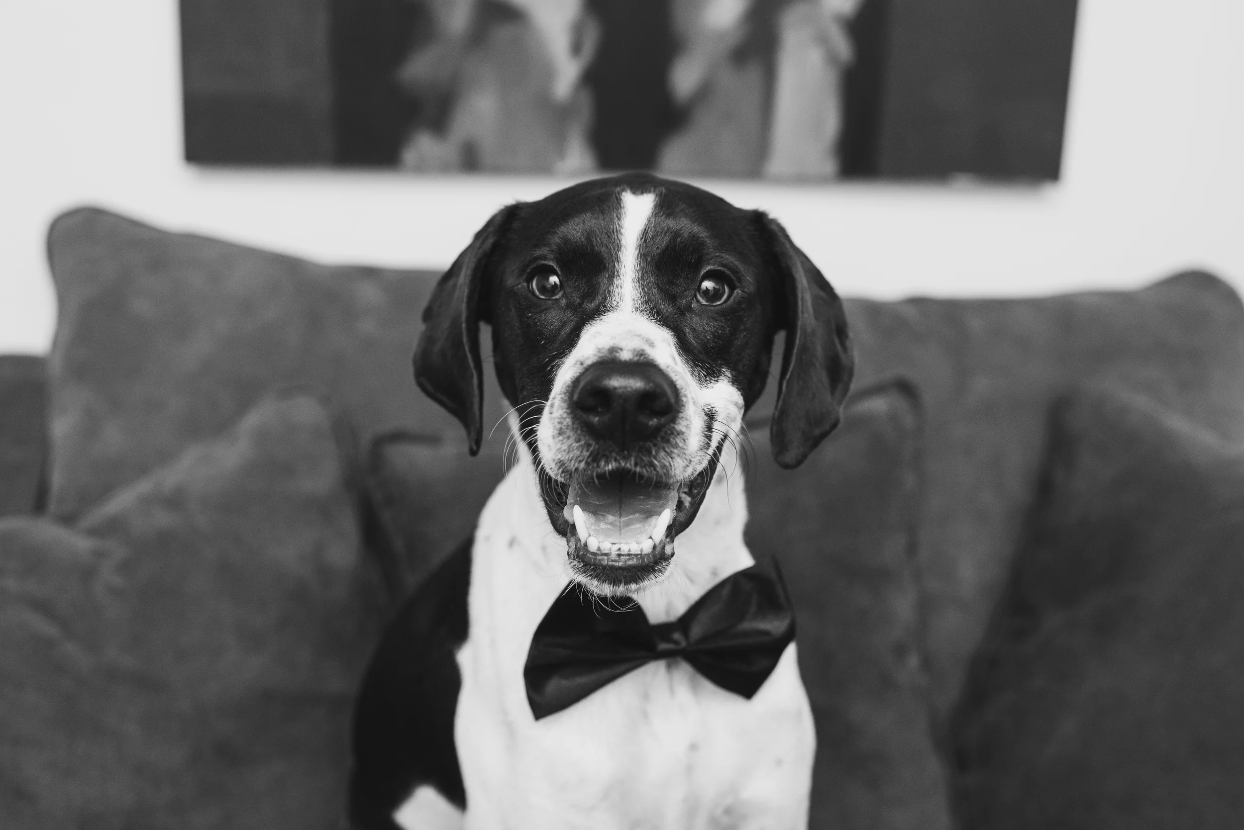 in-home-pet-photography-pittsburgh-struggles-francis-001.jpg