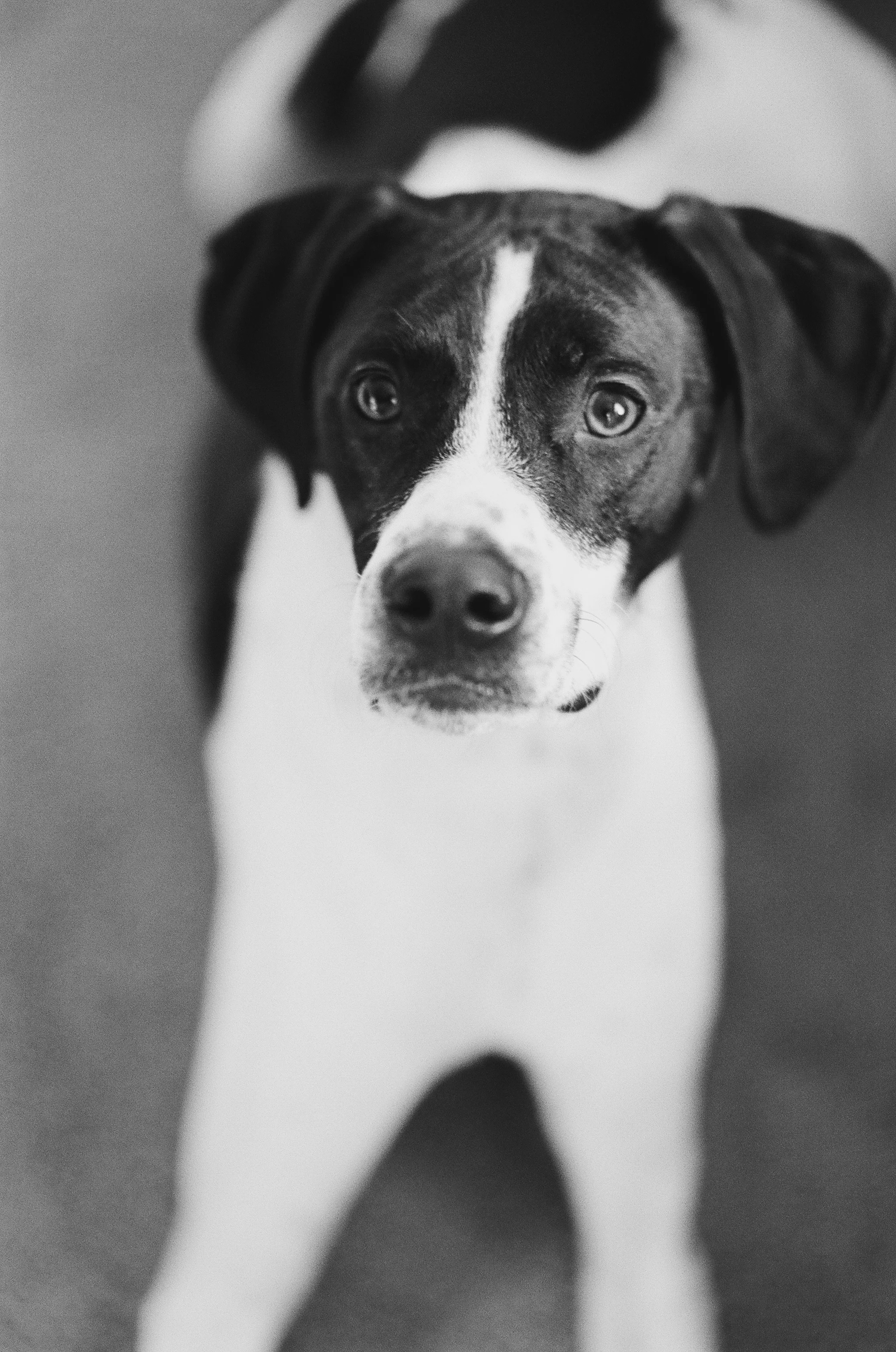 in-home-pet-photography-pittsburgh-struggles-francis-012.jpg