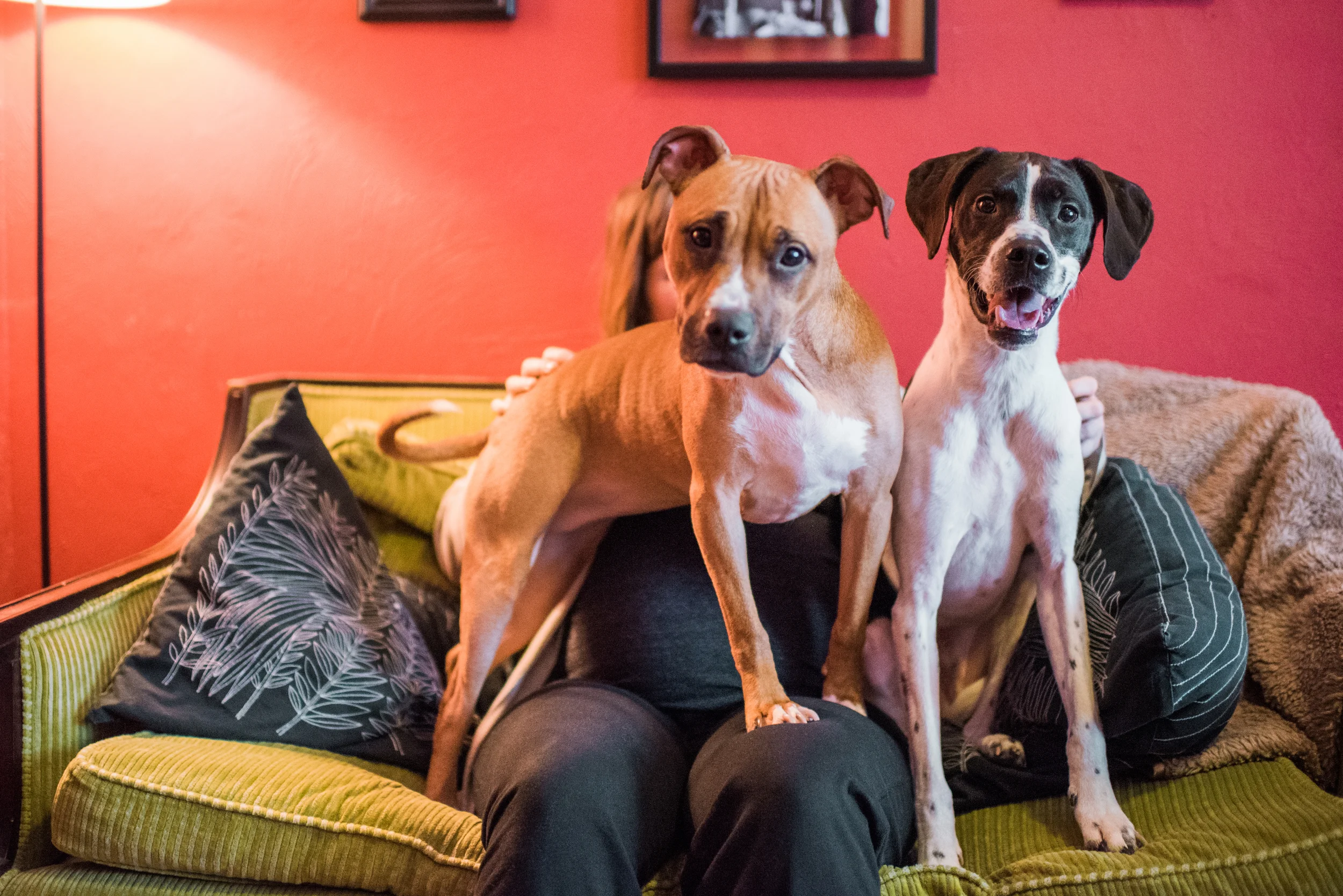 in-home-pet-photography-pittsburgh-struggles-francis-024.jpg