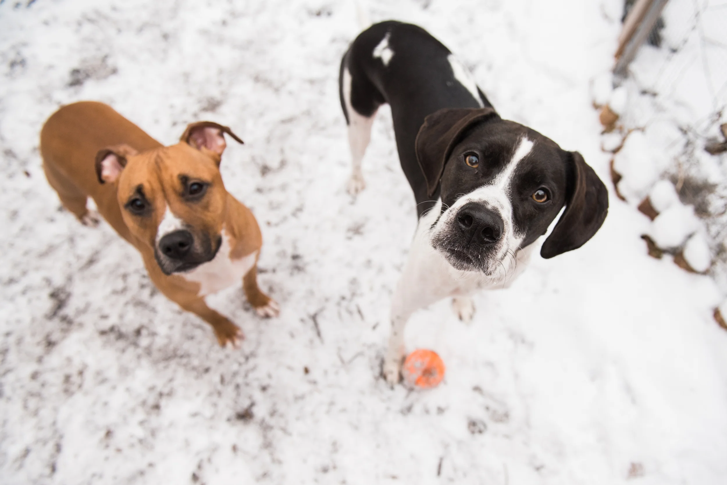in-home-pet-photography-pittsburgh-struggles-francis-038.jpg