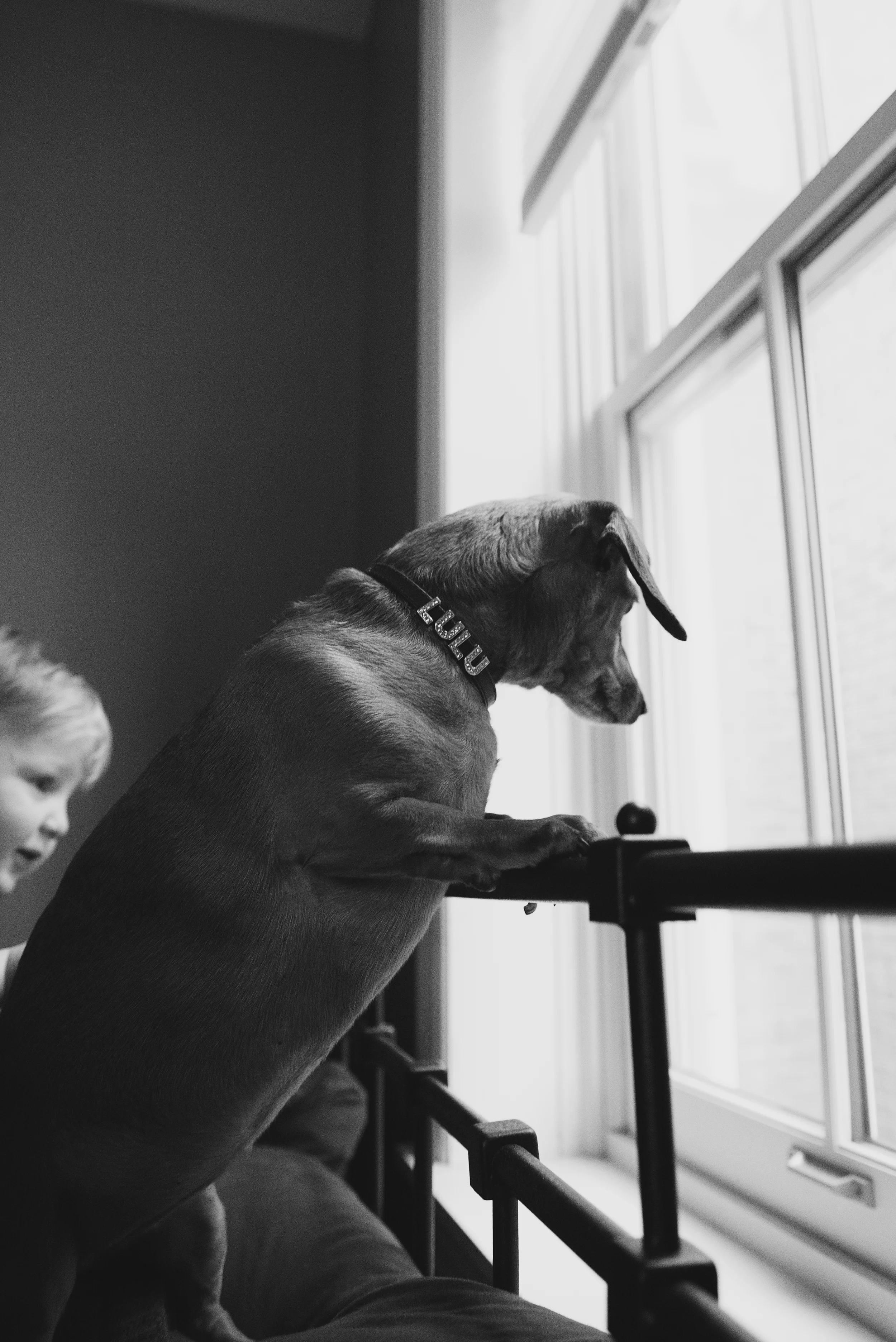 family-photos-with-pets-pittsburg-lulu005.jpg