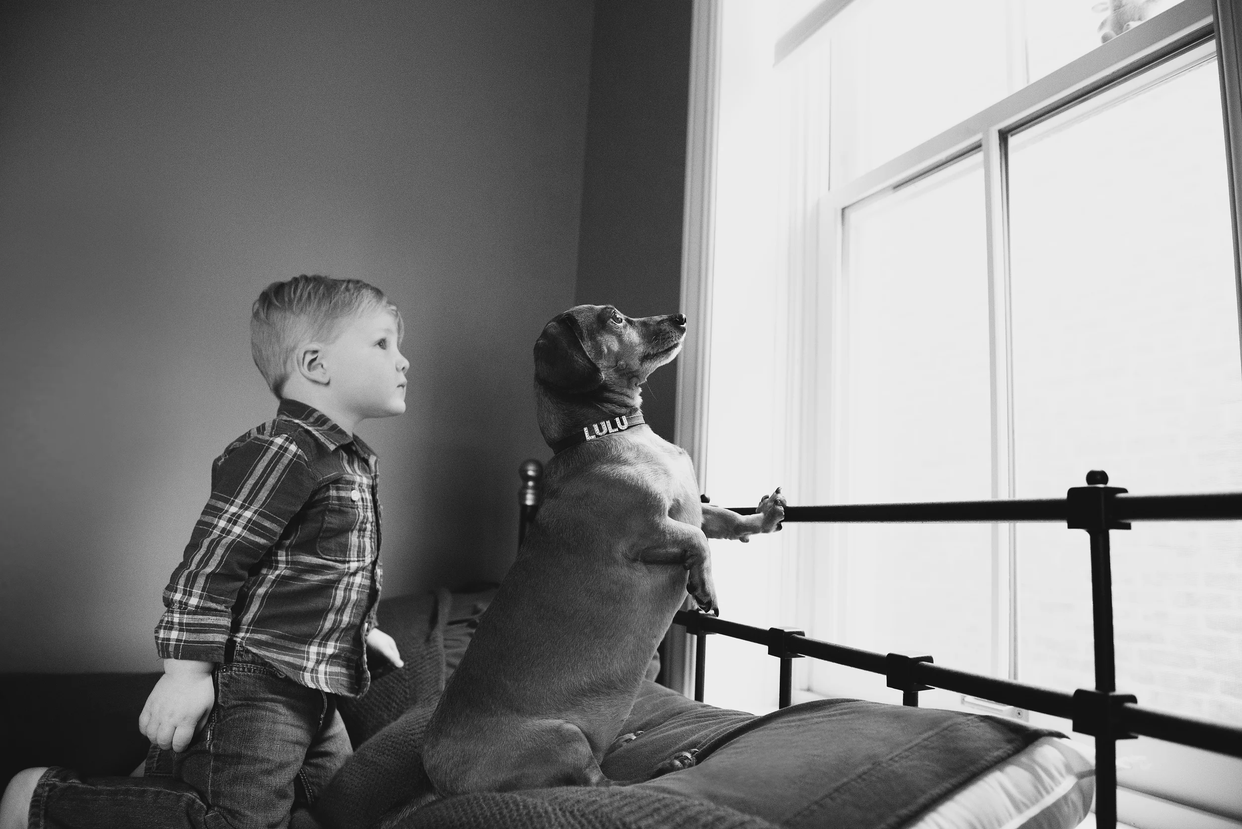 family-photos-with-pets-pittsburg-lulu007.jpg